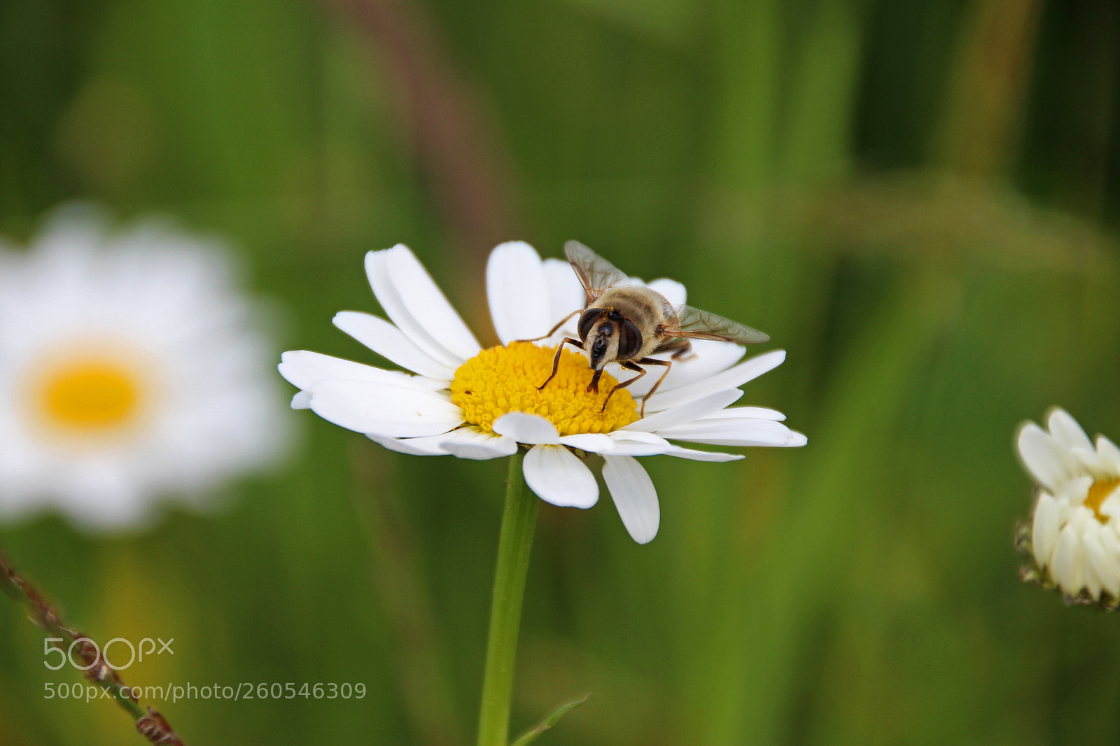 Canon EOS 650D (EOS Rebel T4i / EOS Kiss X6i) sample photo. Bee on a daisy photography
