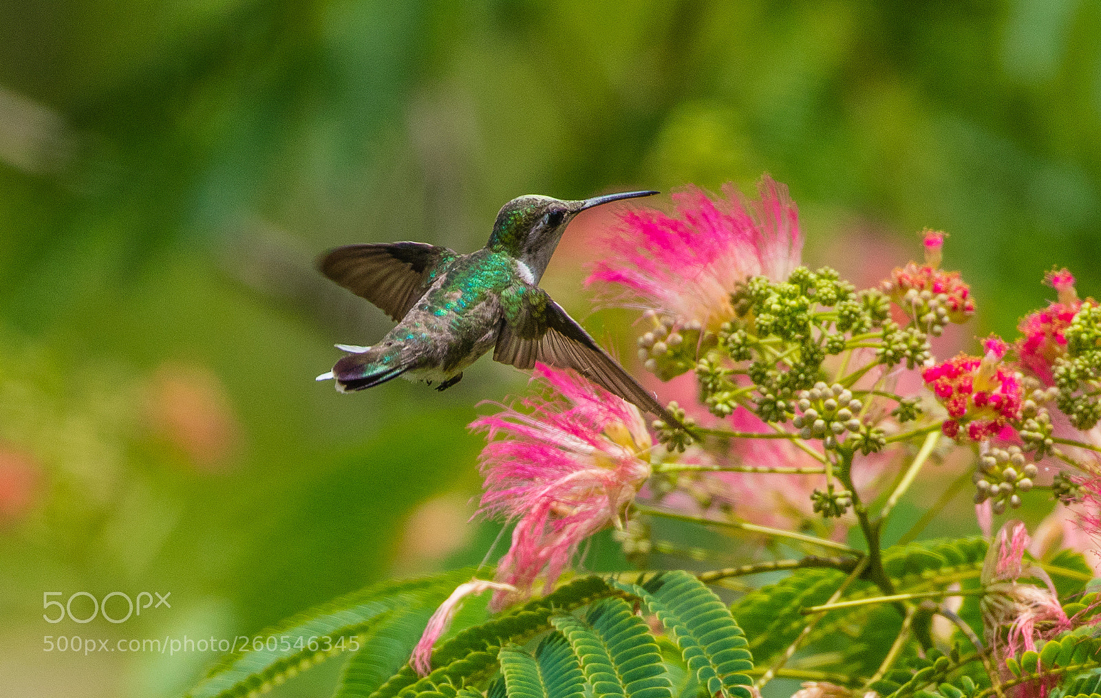 Canon EOS 5DS R sample photo. Hummer fledgling pauses photography