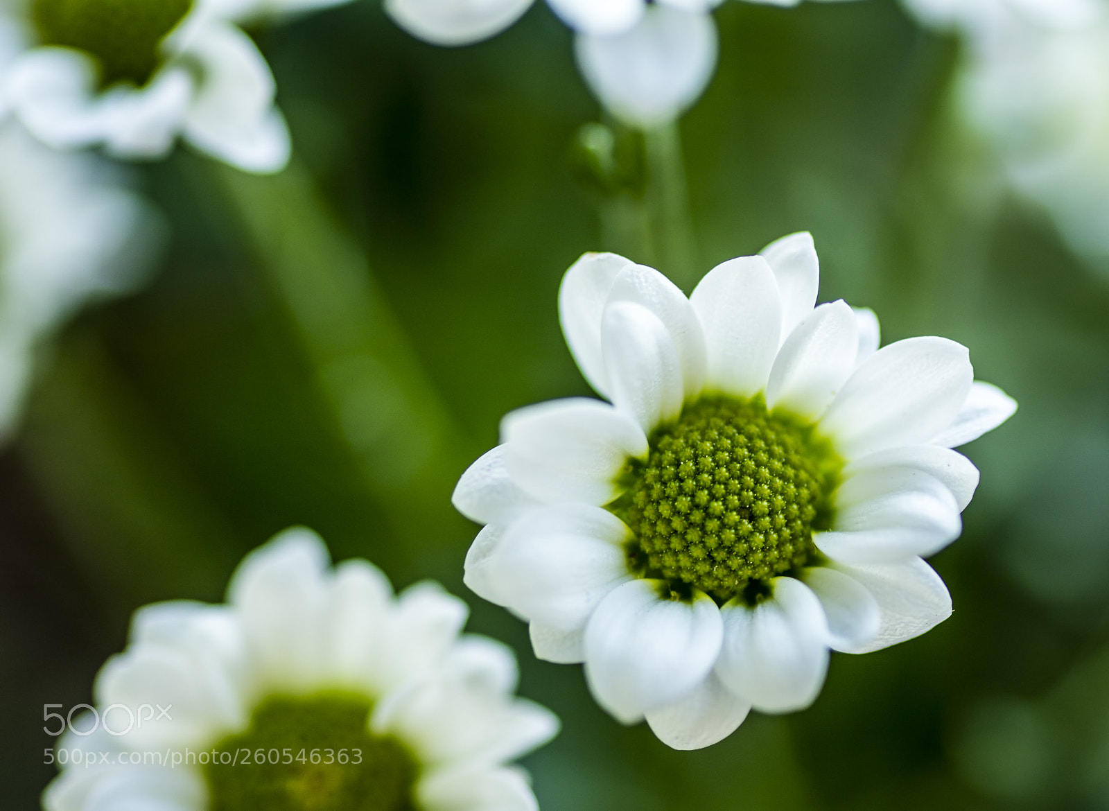Canon EOS 5DS sample photo. Young matricaria chamomilla photography