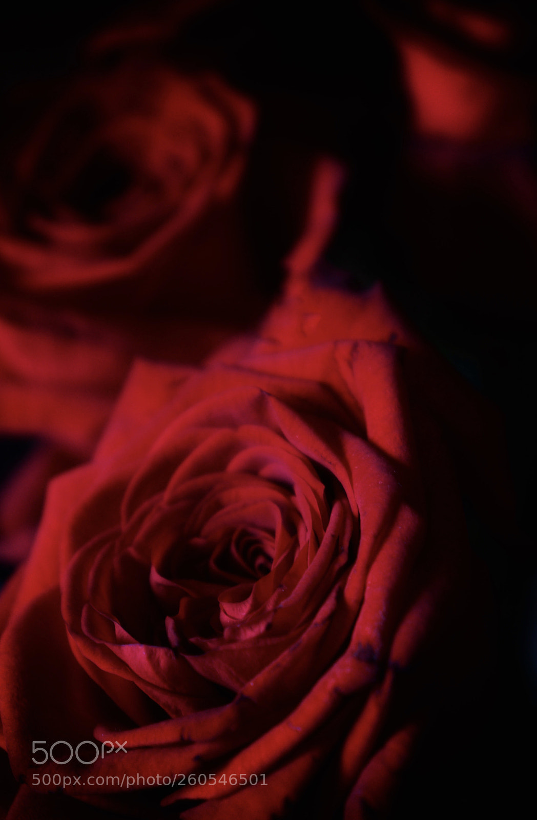 Canon EOS 77D (EOS 9000D / EOS 770D) sample photo. Red photography