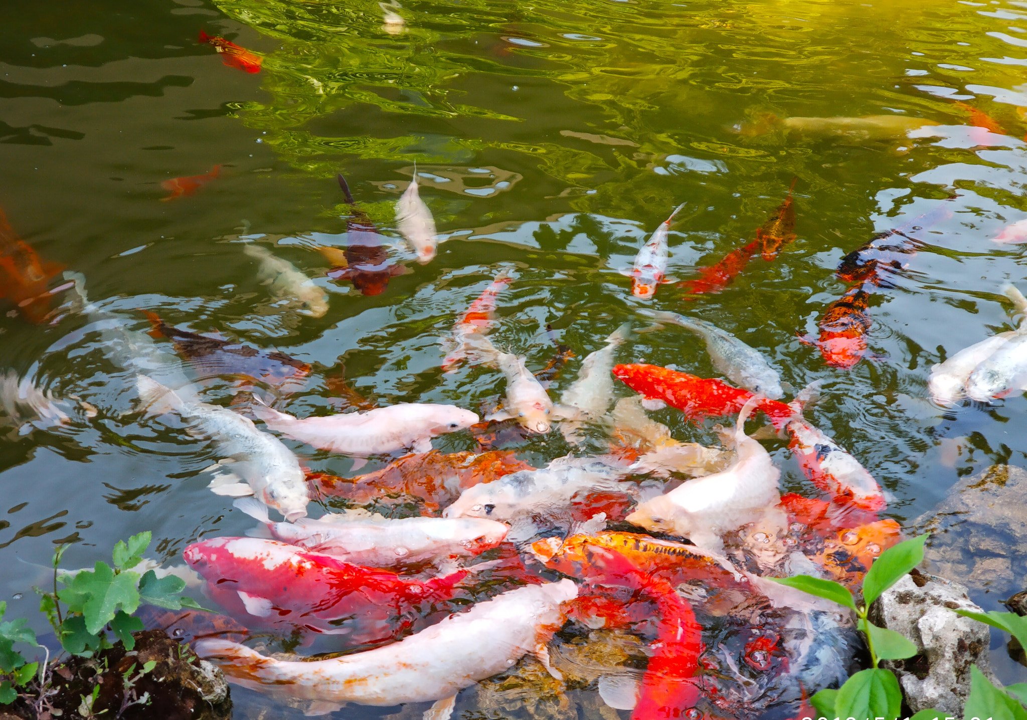 Xiaomi Mi Note 3 sample photo. Colorfull fishes photography