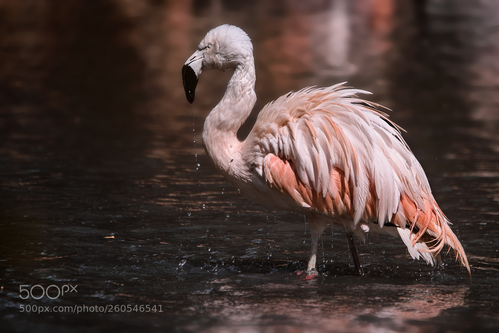 Nikon D810 sample photo. Pink photography