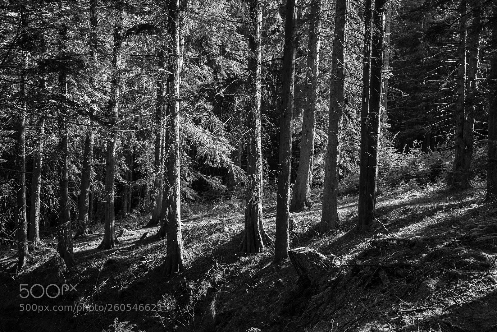 Nikon D750 sample photo. Deer wood #1 photography