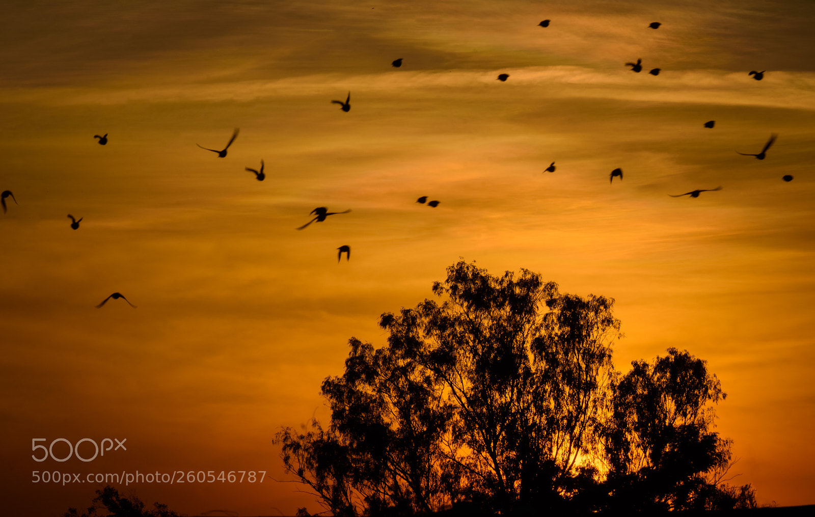 Nikon D7200 sample photo. Going home photography