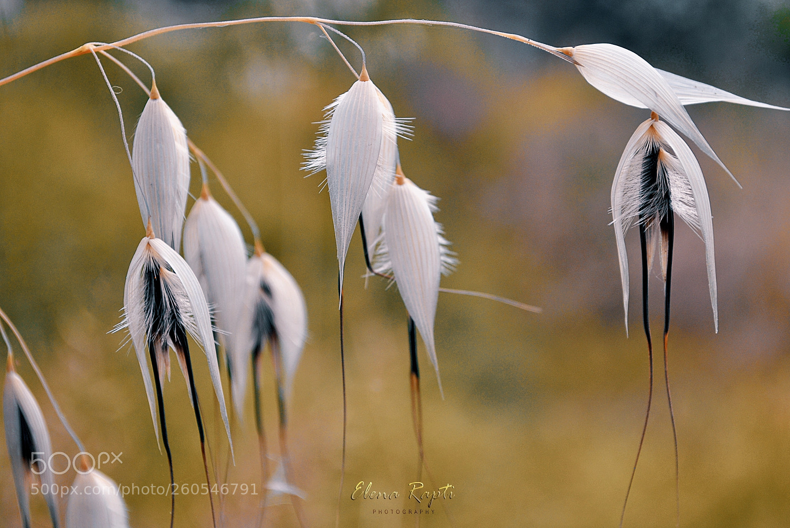 Nikon D3000 sample photo. Oat florets...... photography