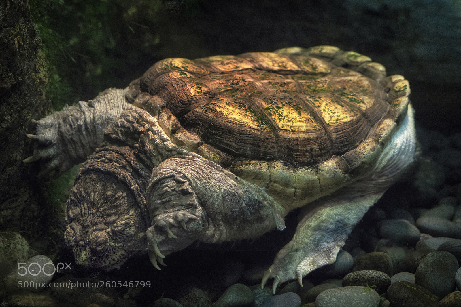 Sony a7R III sample photo. Virginia alligator snapping turtle photography