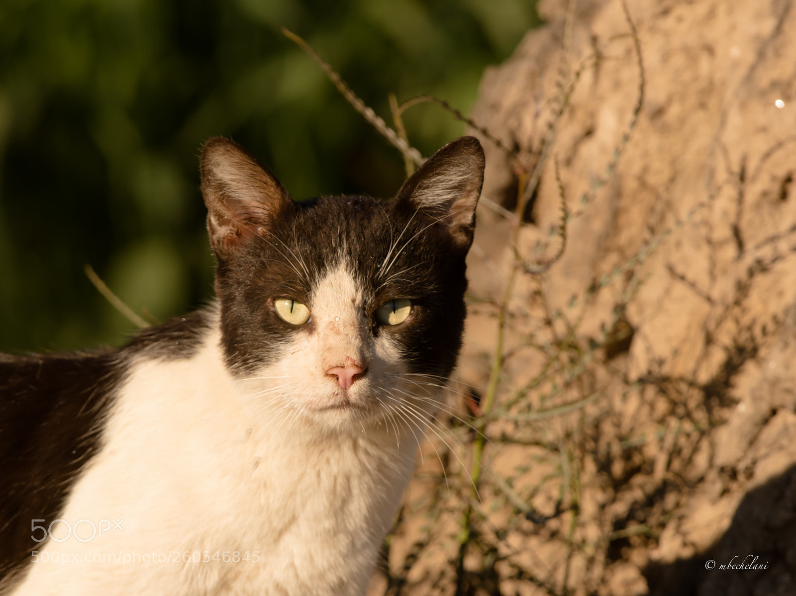 Nikon D810 sample photo. Mbs photography