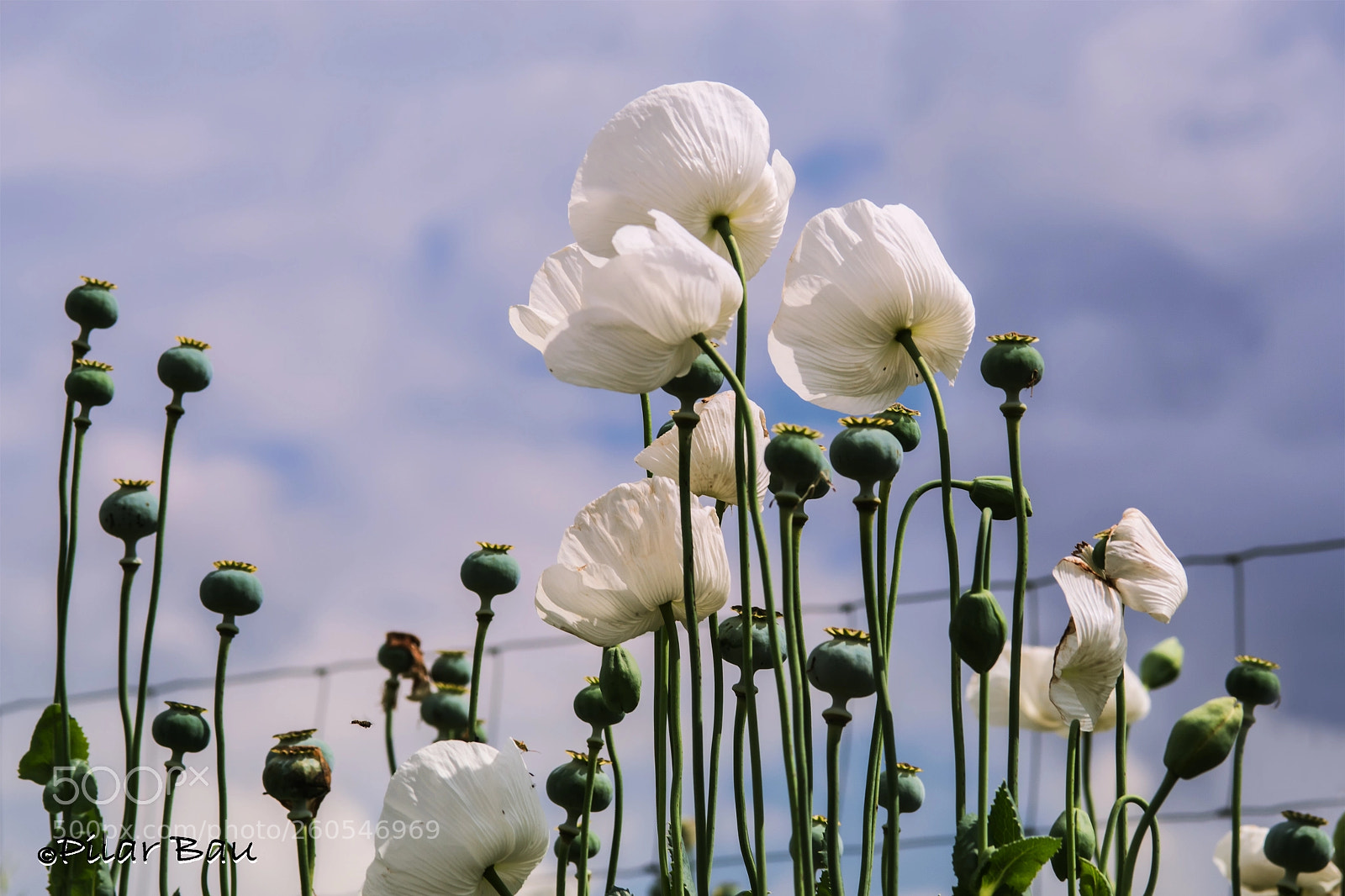 Nikon D3100 sample photo. Papaver somniferum photography