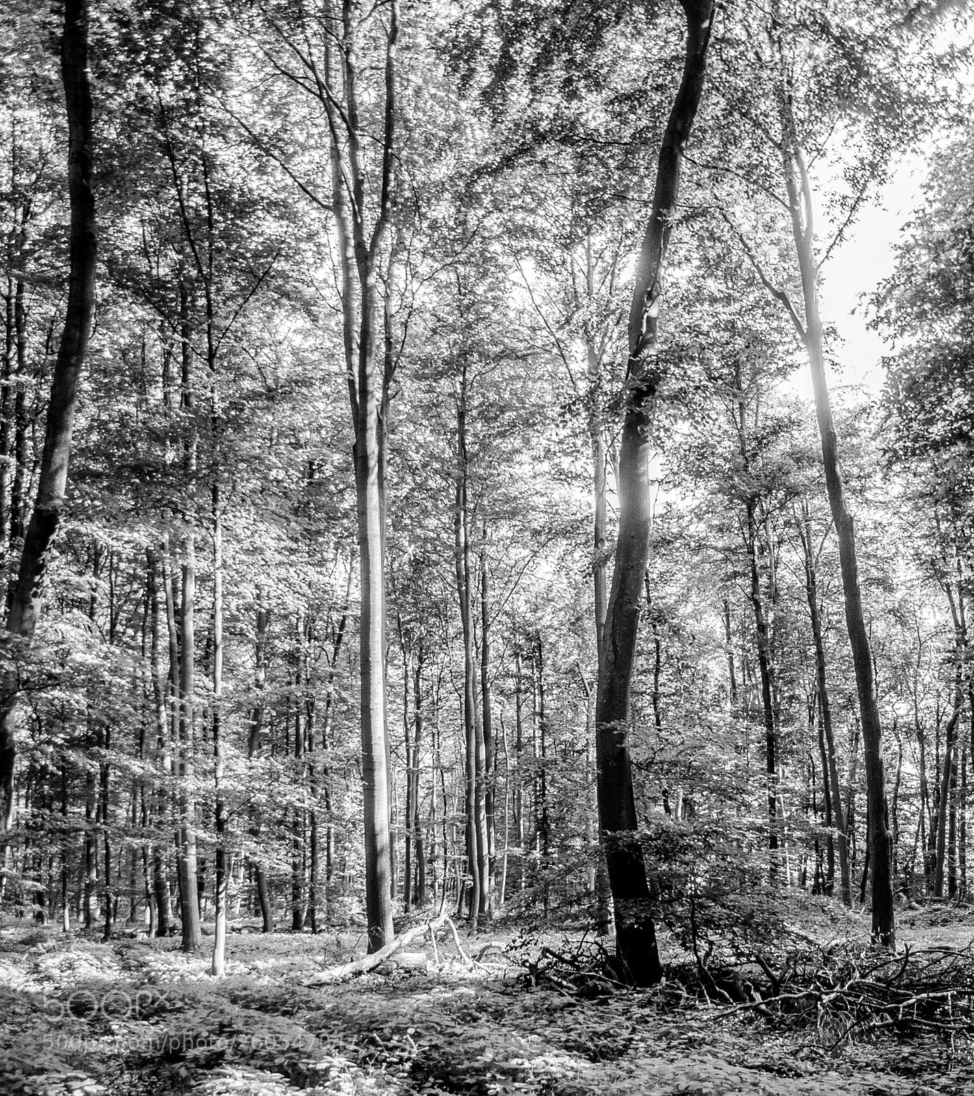 Nikon D300 sample photo. Im hellen wald photography