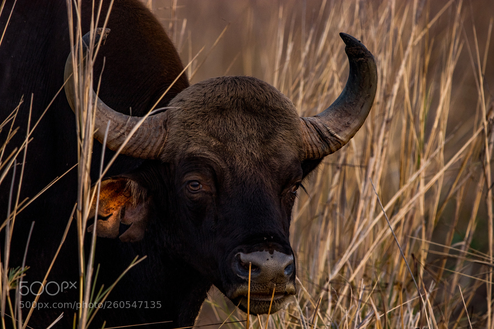 Canon EOS 80D sample photo. Indian gaur photography
