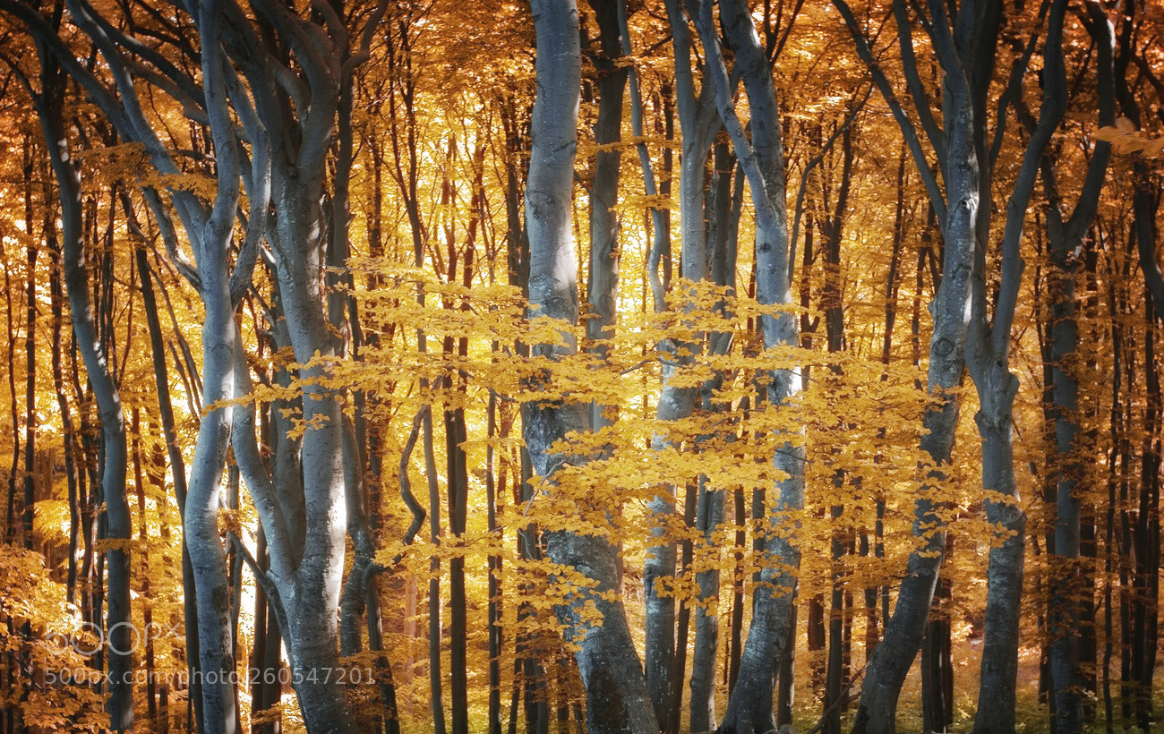 Canon EOS 60D sample photo. Forest photography