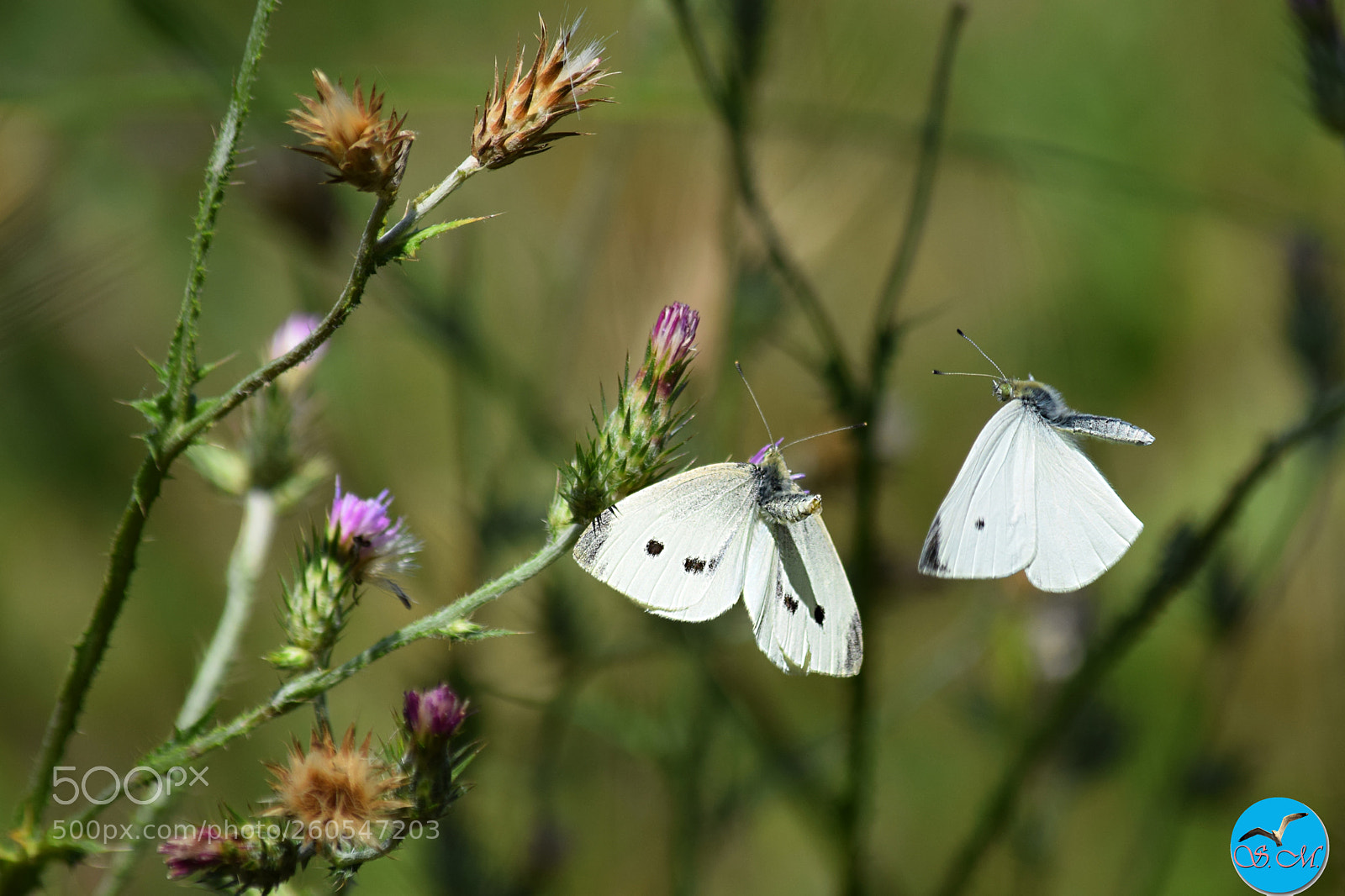 Nikon D3300 sample photo. Je me rapproche ! photography