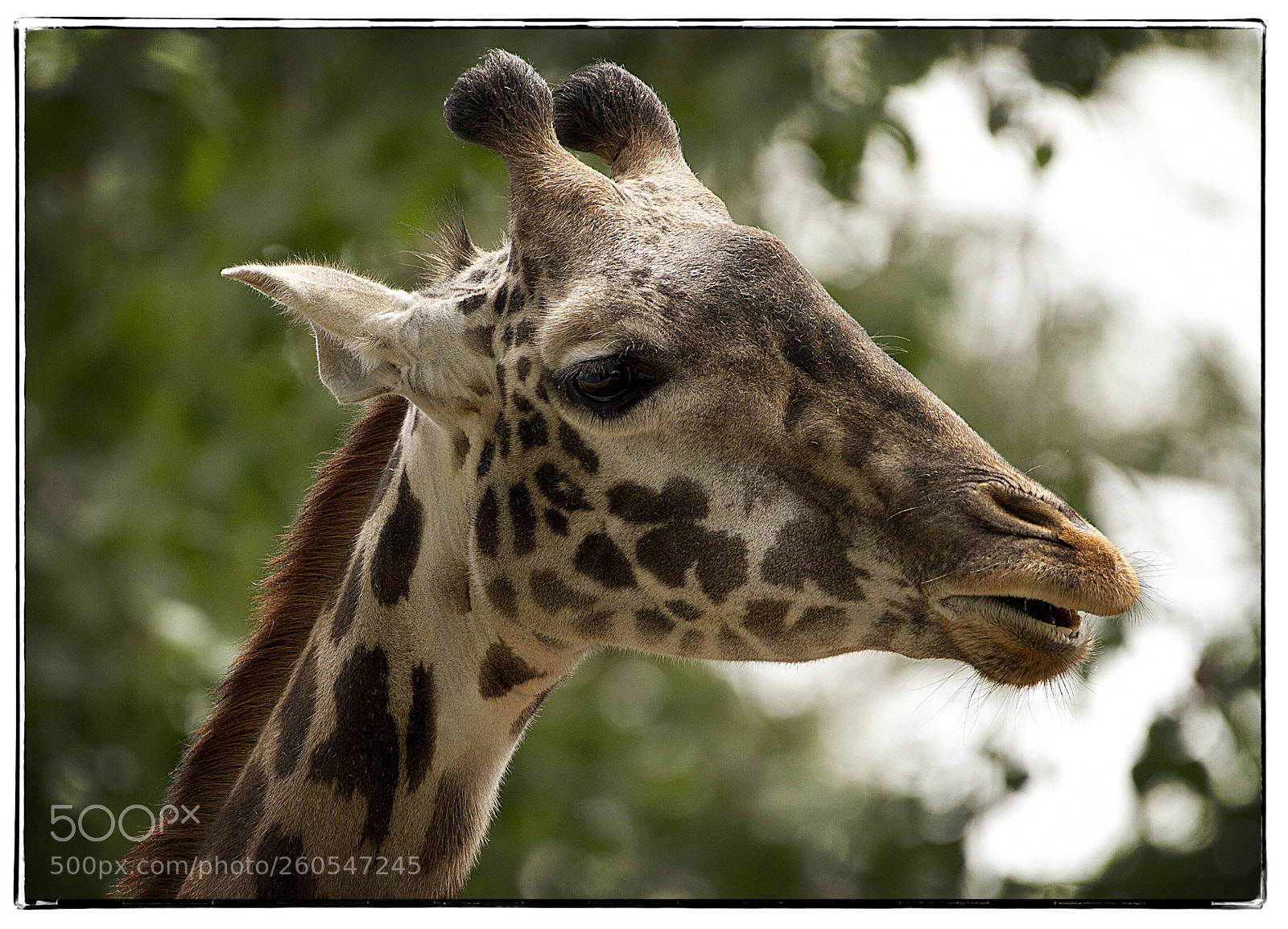 Canon EOS 7D sample photo. Giraffe  photography