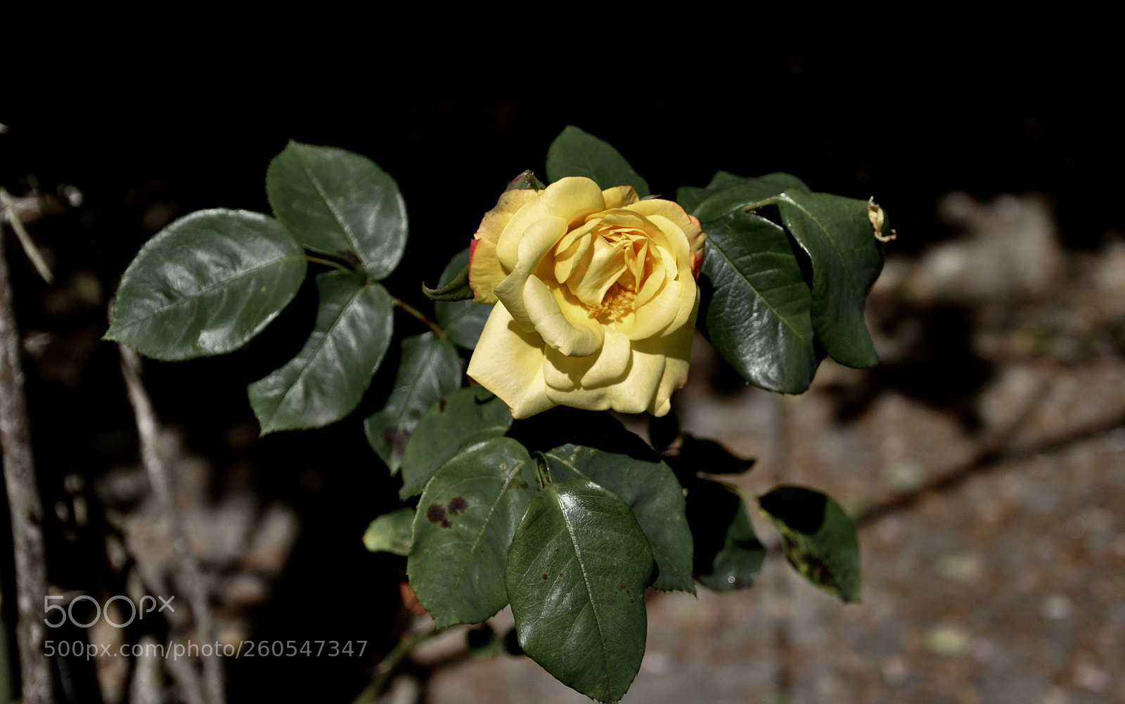 Nikon D90 sample photo. Yellow summer flower photography