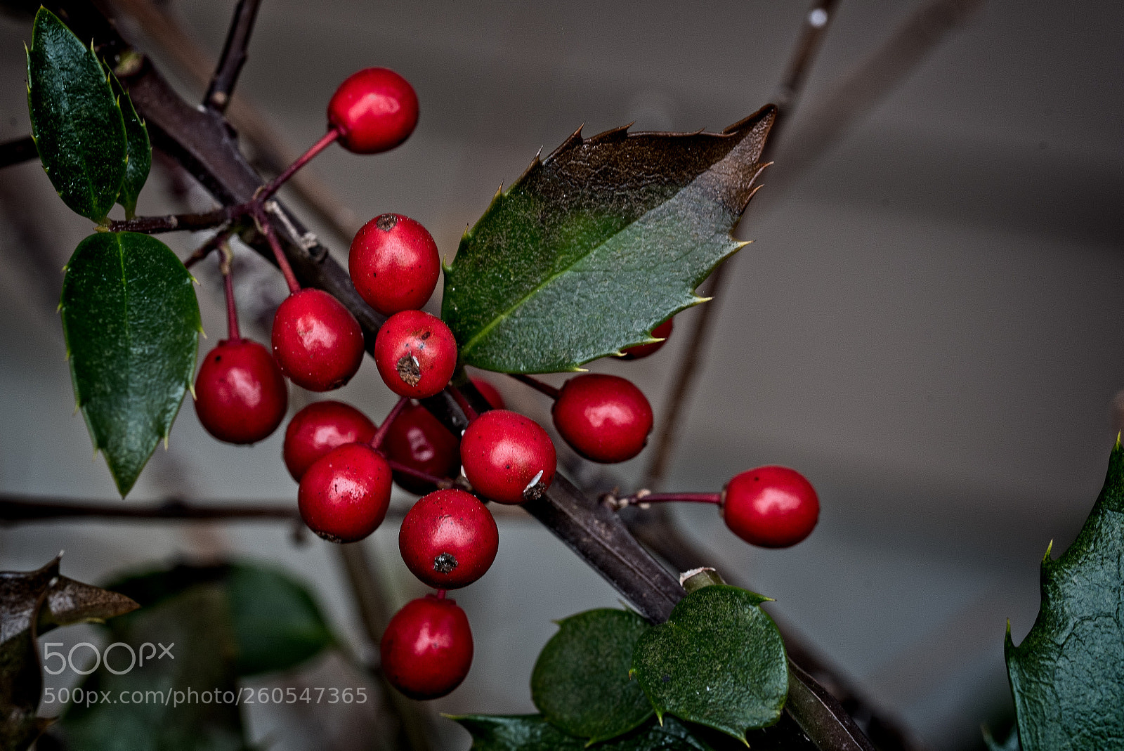 Nikon D750 sample photo. Holly berries photography