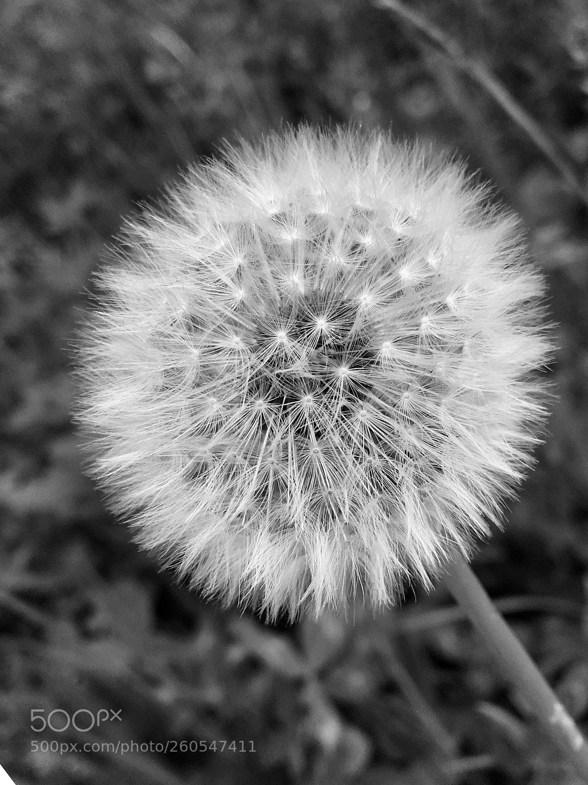 Apple iPhone SE sample photo. Untitled photography