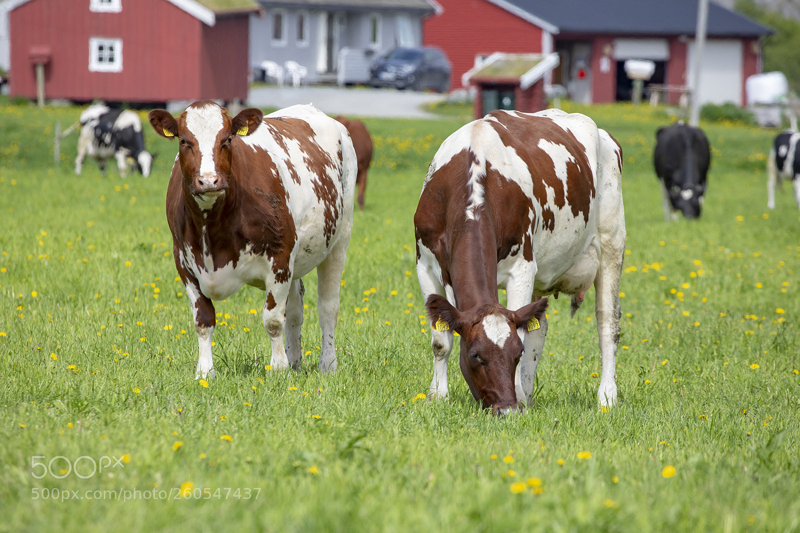 Canon EOS 5D Mark IV sample photo. On the farm photography