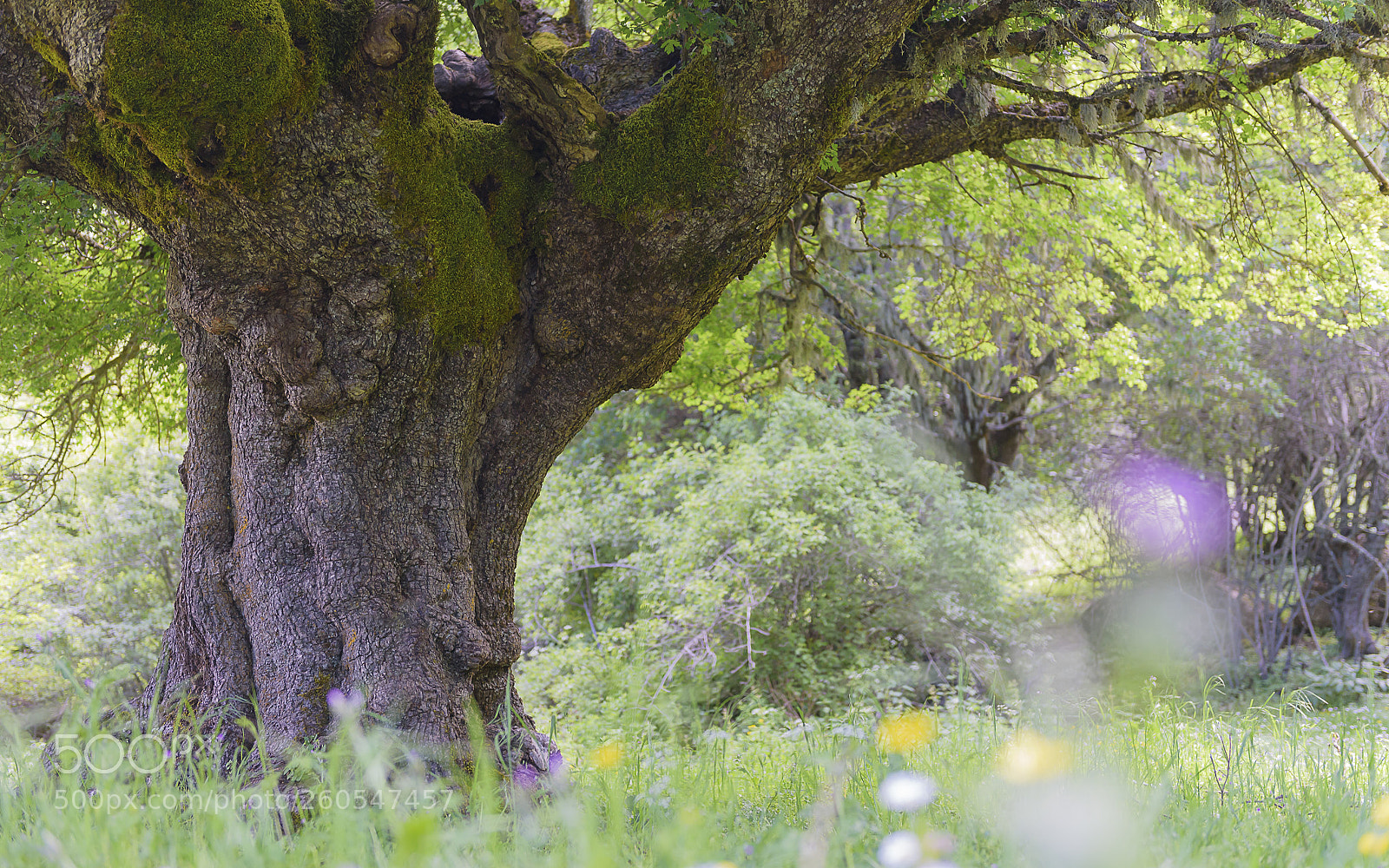 Nikon D750 sample photo. Trees of sicily #3 photography