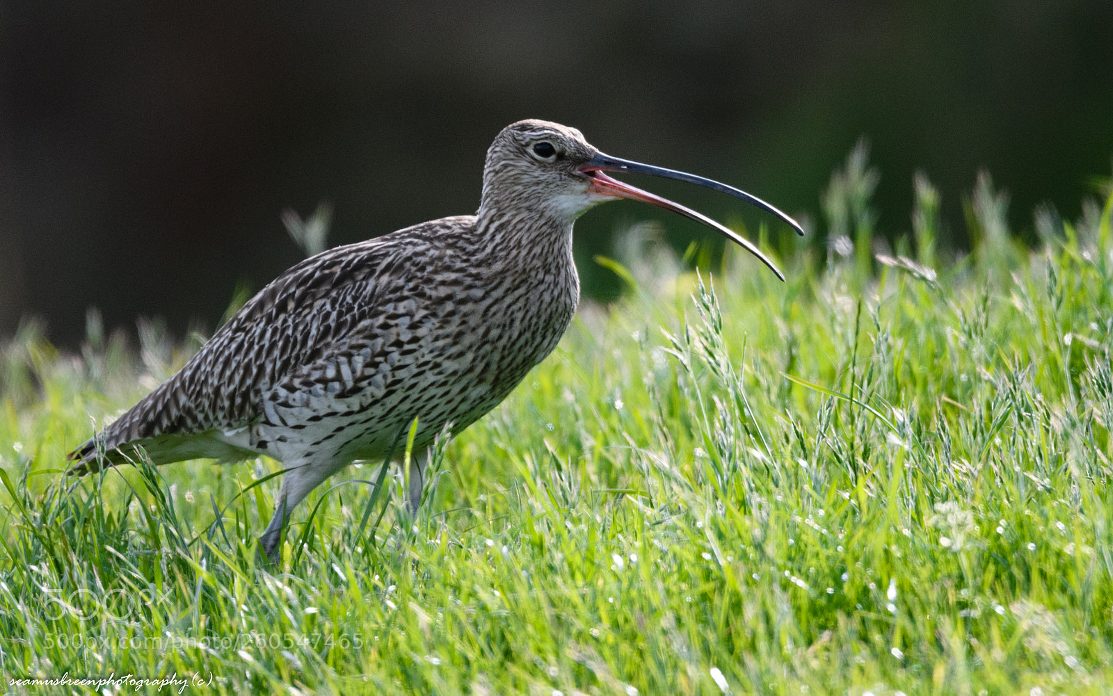 Nikon D850 sample photo. Curlew calling photography