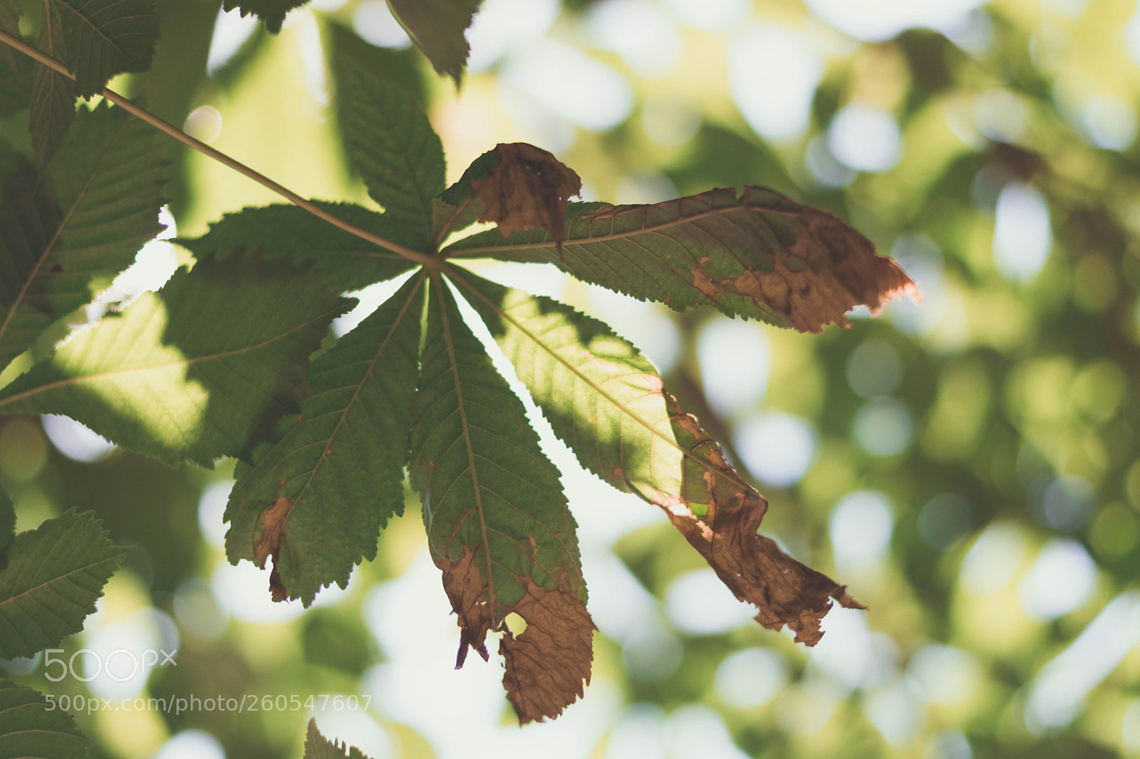 Nikon D5600 sample photo. Leaf photography