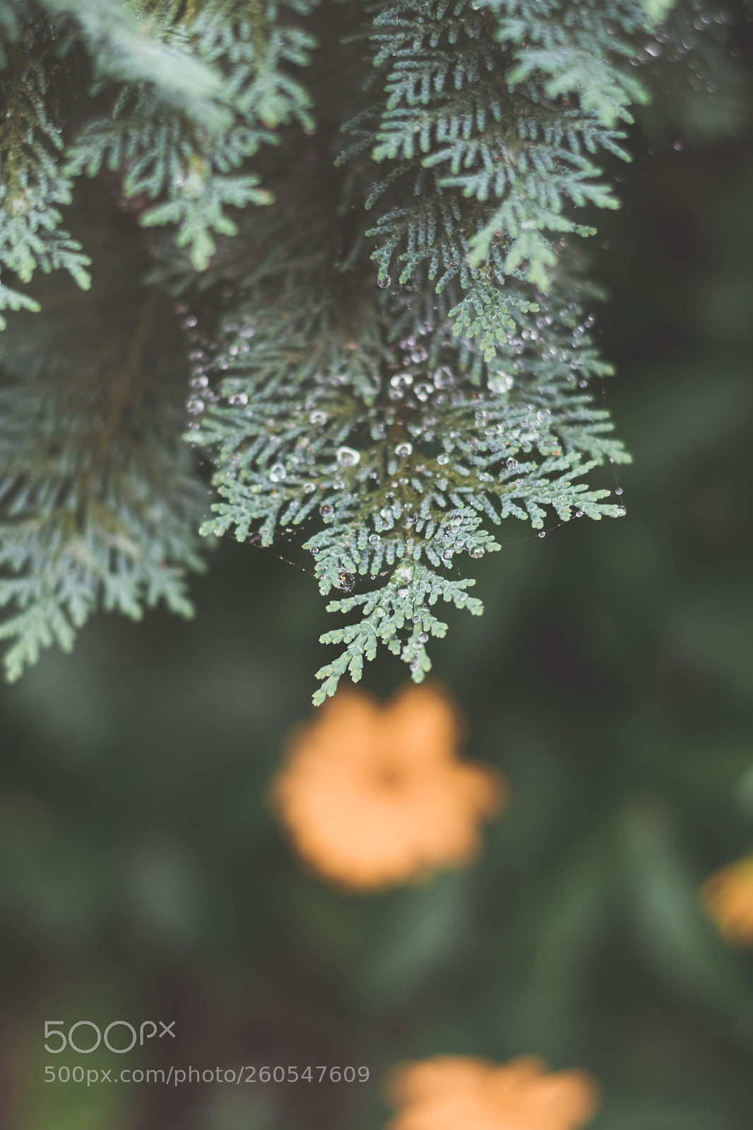 Nikon D5600 sample photo. After rain photography