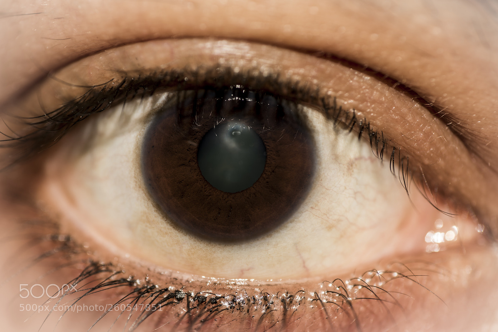 Nikon D750 sample photo. The eye photography