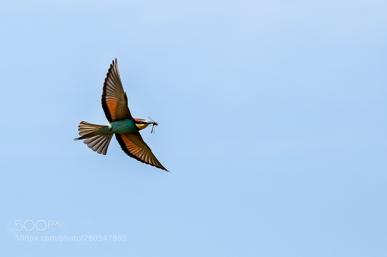 Canon EOS 6D Mark II sample photo. Vlha pestrá   merops apiaster photography
