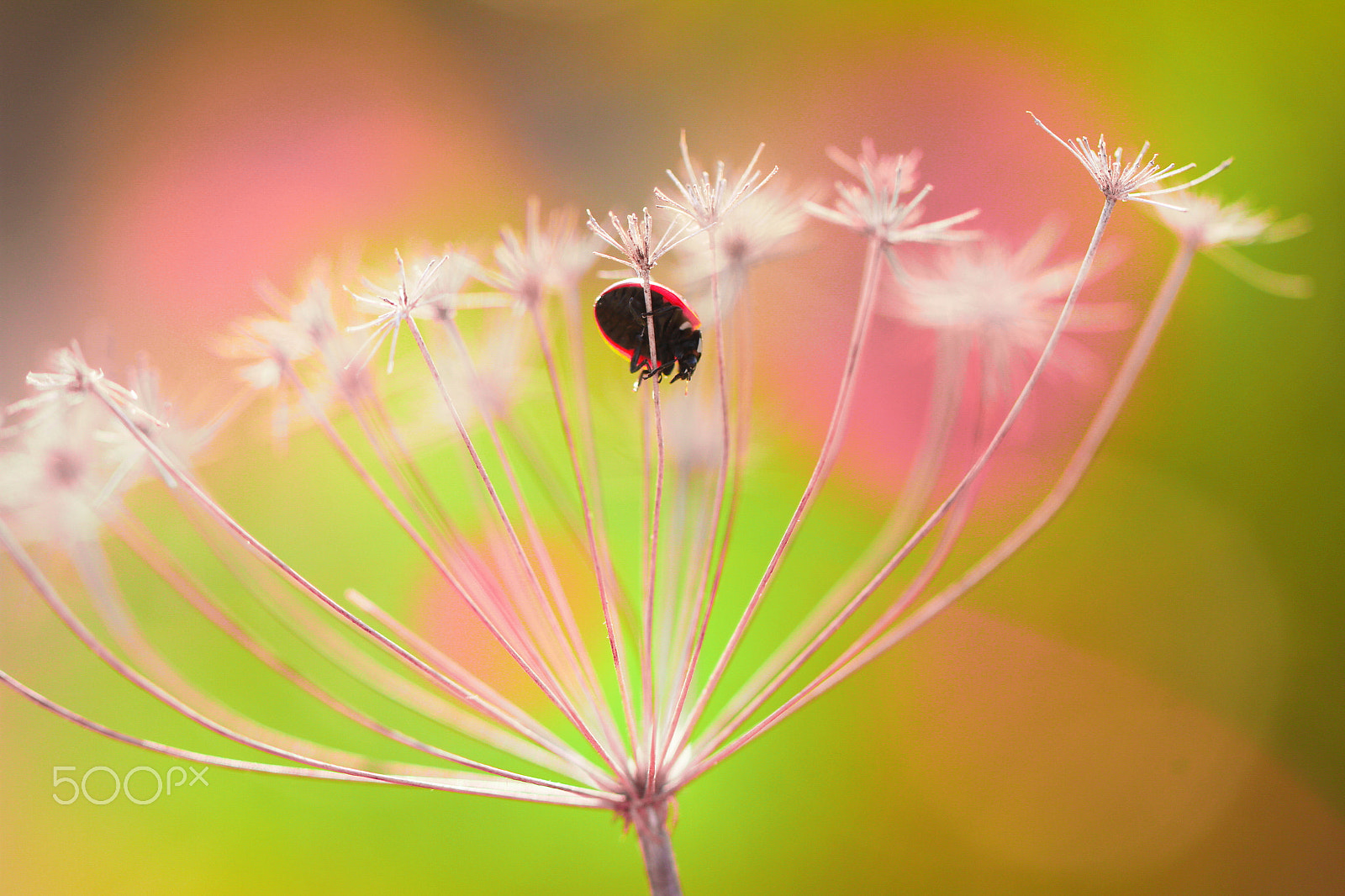 Canon EF 100mm F2.8L Macro IS USM sample photo. Ladybug photography