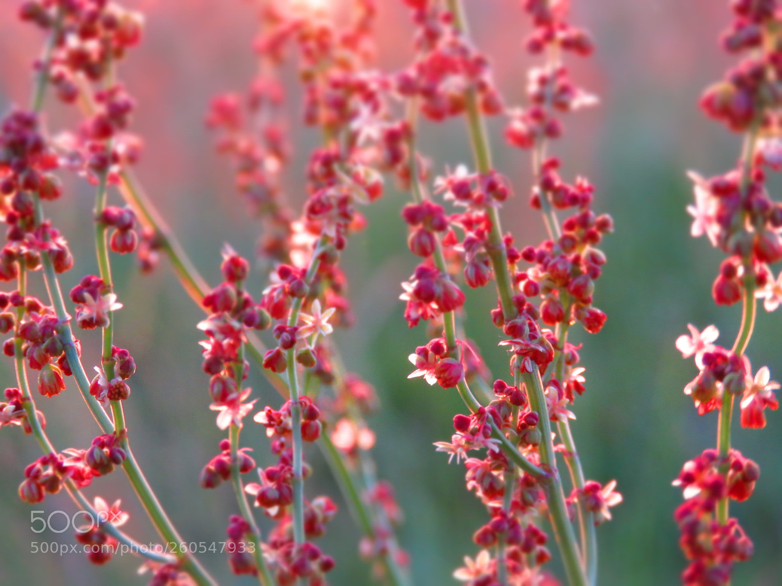 Canon PowerShot SX60 HS sample photo. Fall into red photography
