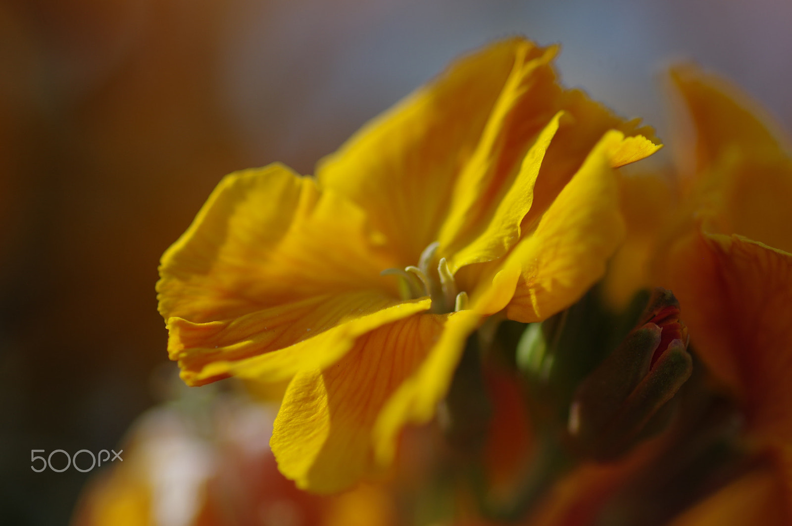 Pentax smc D-FA 100mm F2.8 Macro WR sample photo. Yellow wallflower photography