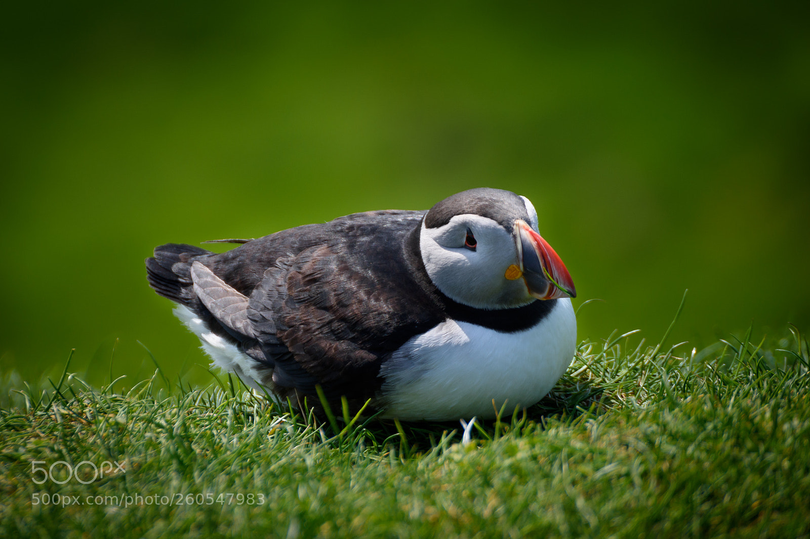 Nikon D7200 sample photo. Puffin photography