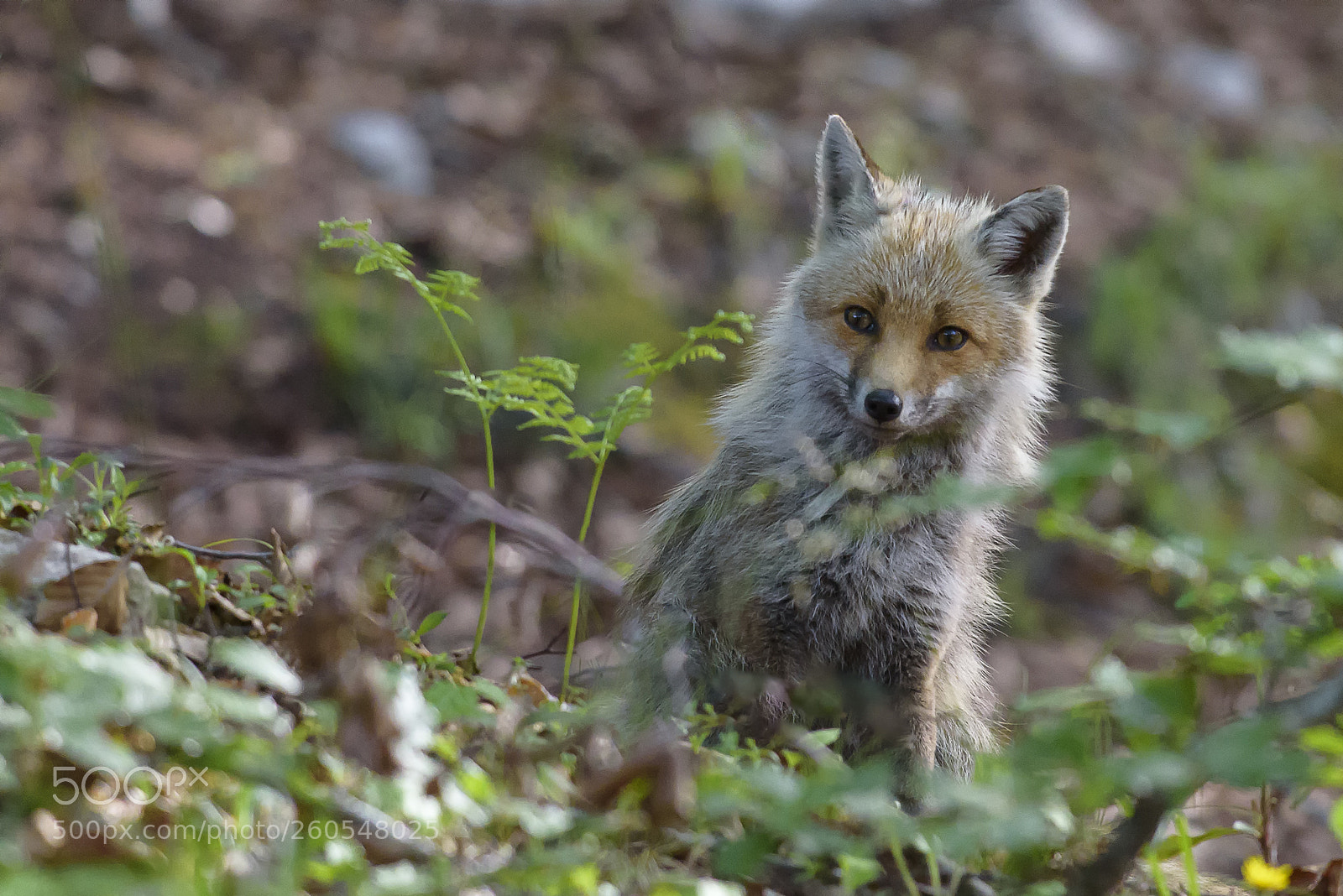 Nikon D750 sample photo. Unexpected meeting photography