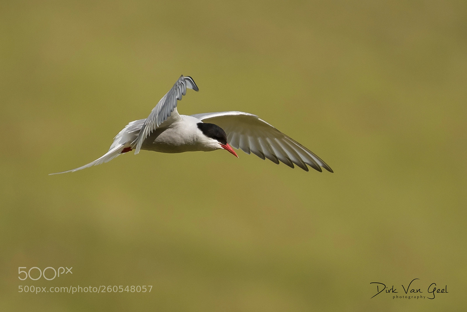 Nikon D750 sample photo. Arctic tern in magical photography