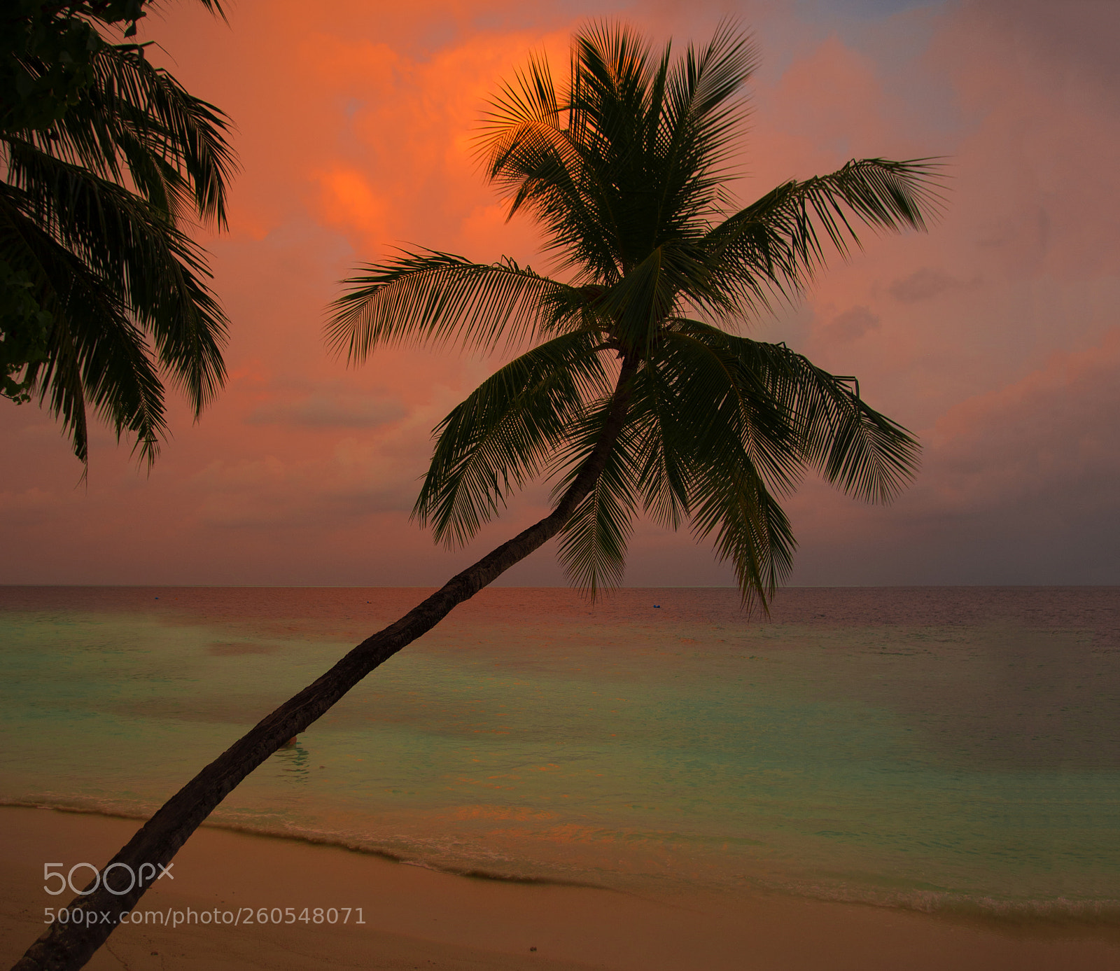 Canon EOS-1D X sample photo. Maldive 2018 photography