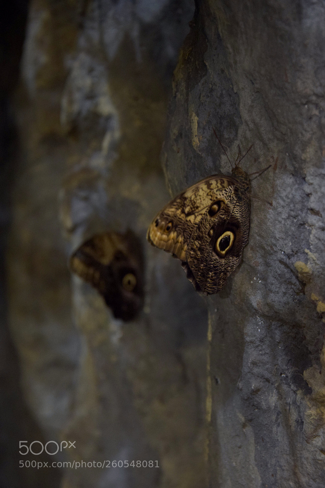 Nikon D3300 sample photo. Untitled photography