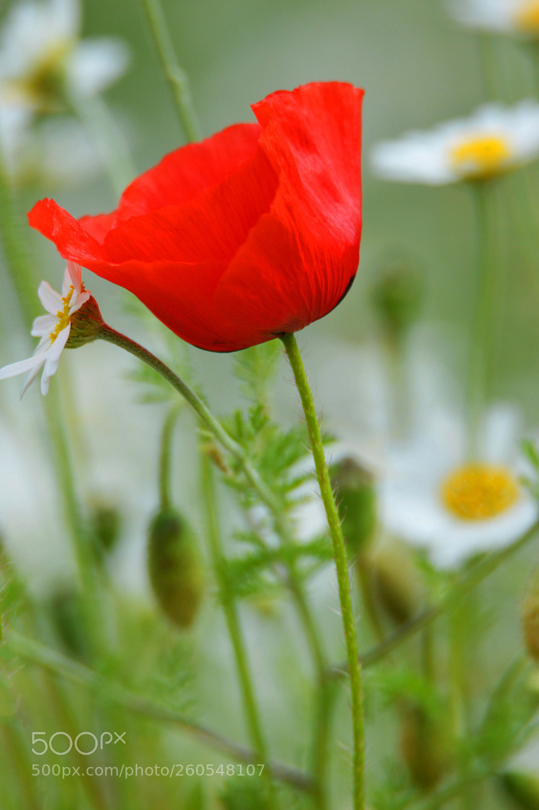 Nikon D3200 sample photo. Poppy photography