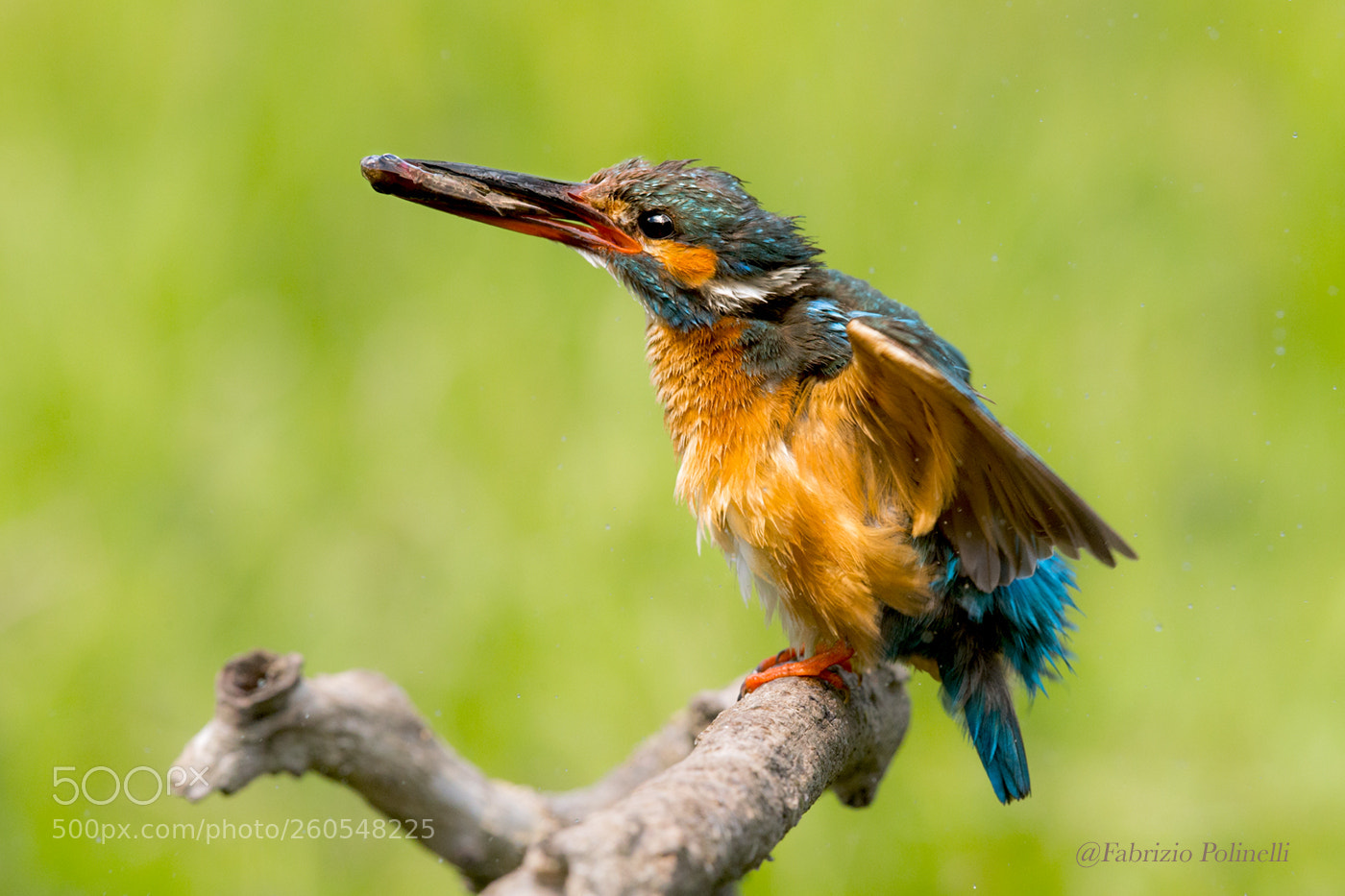 Canon EOS-1D X sample photo. Kingfisher photography
