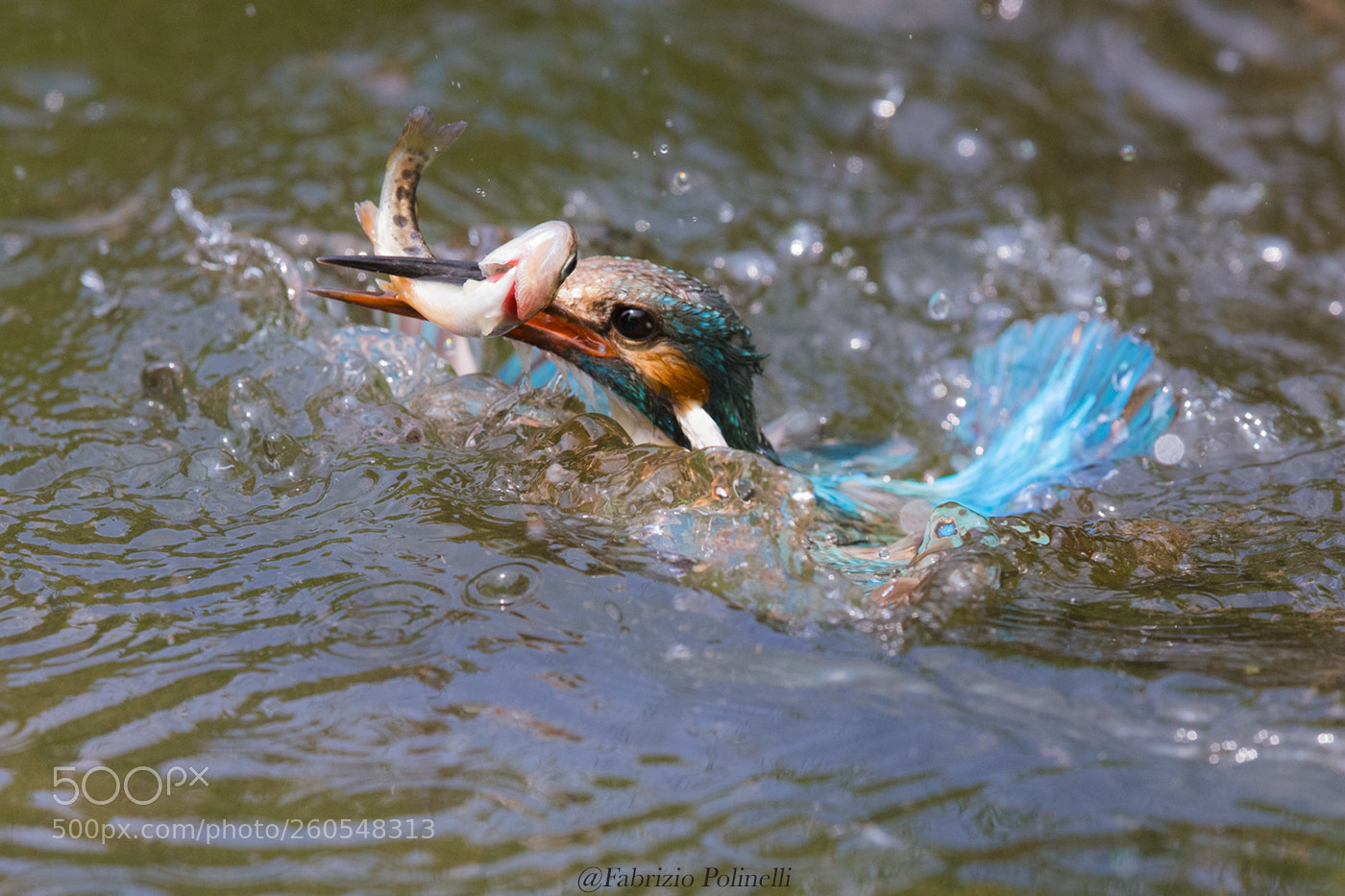 Canon EOS-1D X sample photo. Kingfisher photography