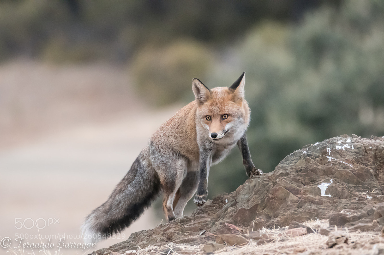 Nikon D500 sample photo. Fox (de ) photography
