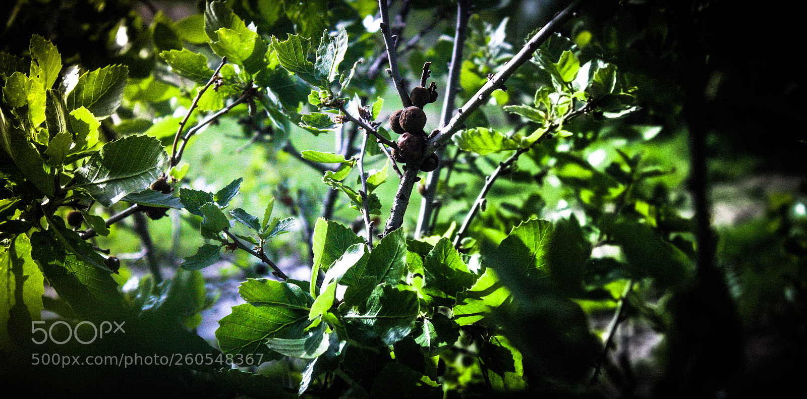 Canon EOS 7D sample photo. Untitled photography