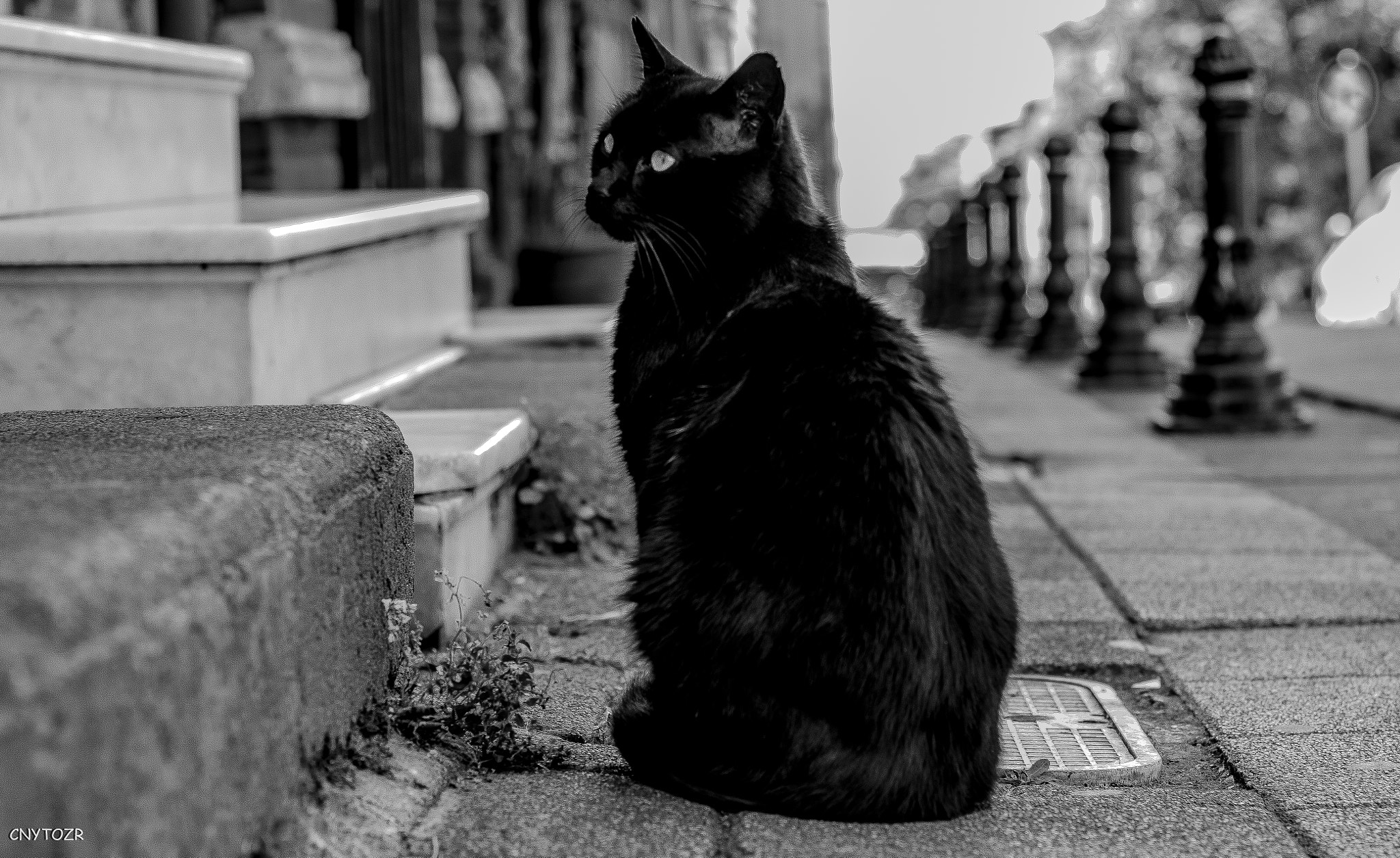 Canon EOS 800D (EOS Rebel T7i / EOS Kiss X9i) sample photo. Black cat photography