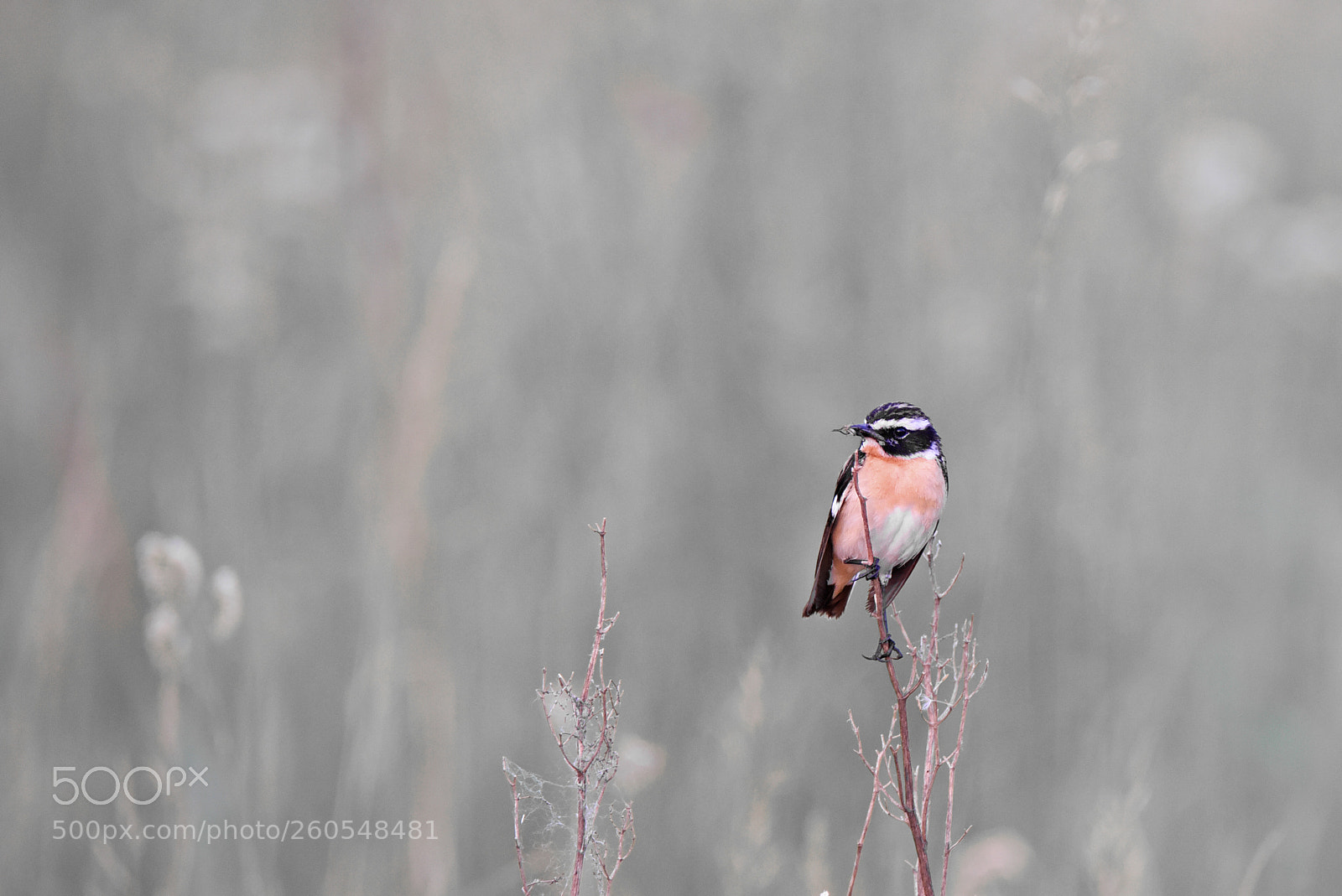 Nikon D750 sample photo. Kiauliuk lot. saxicola rubetra photography