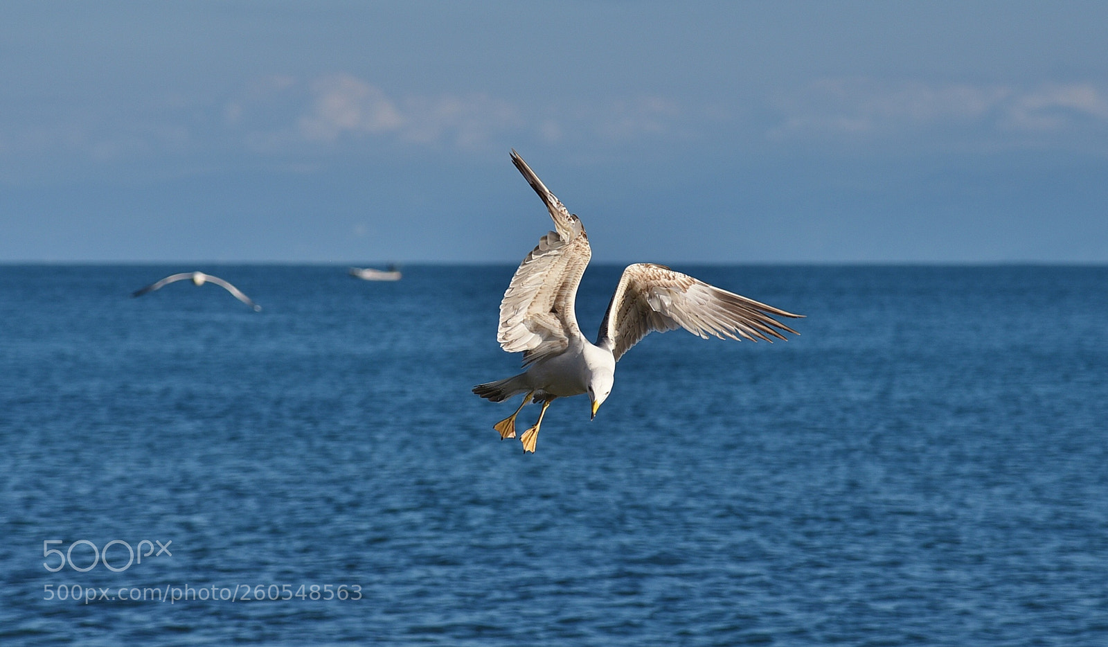 Nikon D750 sample photo. The dance of seagull photography