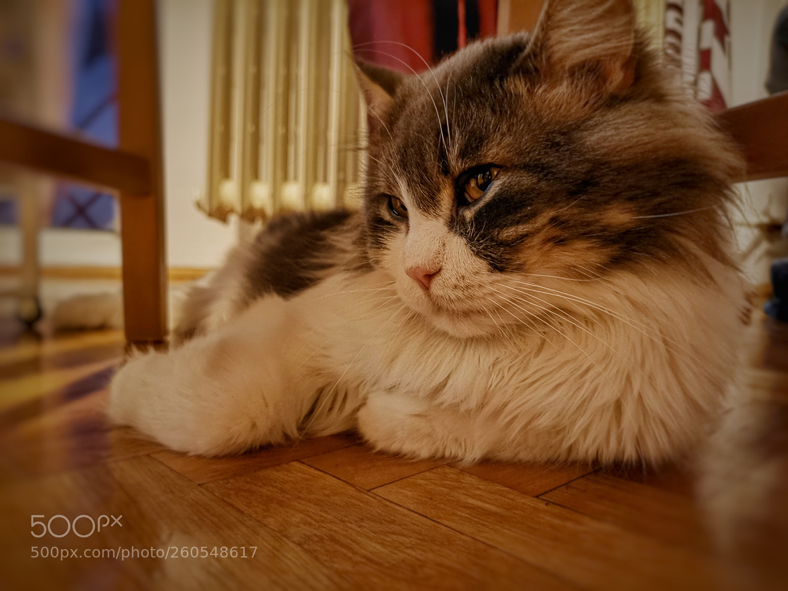 HUAWEI CLT-L29 sample photo. Tomcat photography