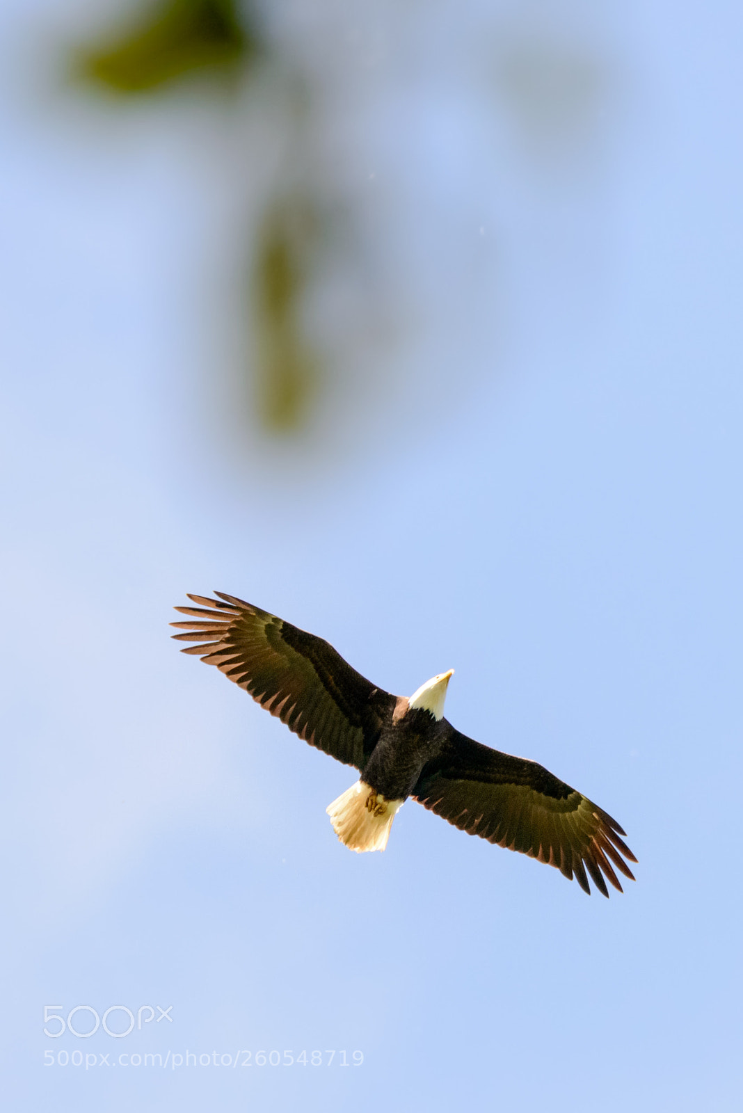 Nikon D800 sample photo. Overhead photography