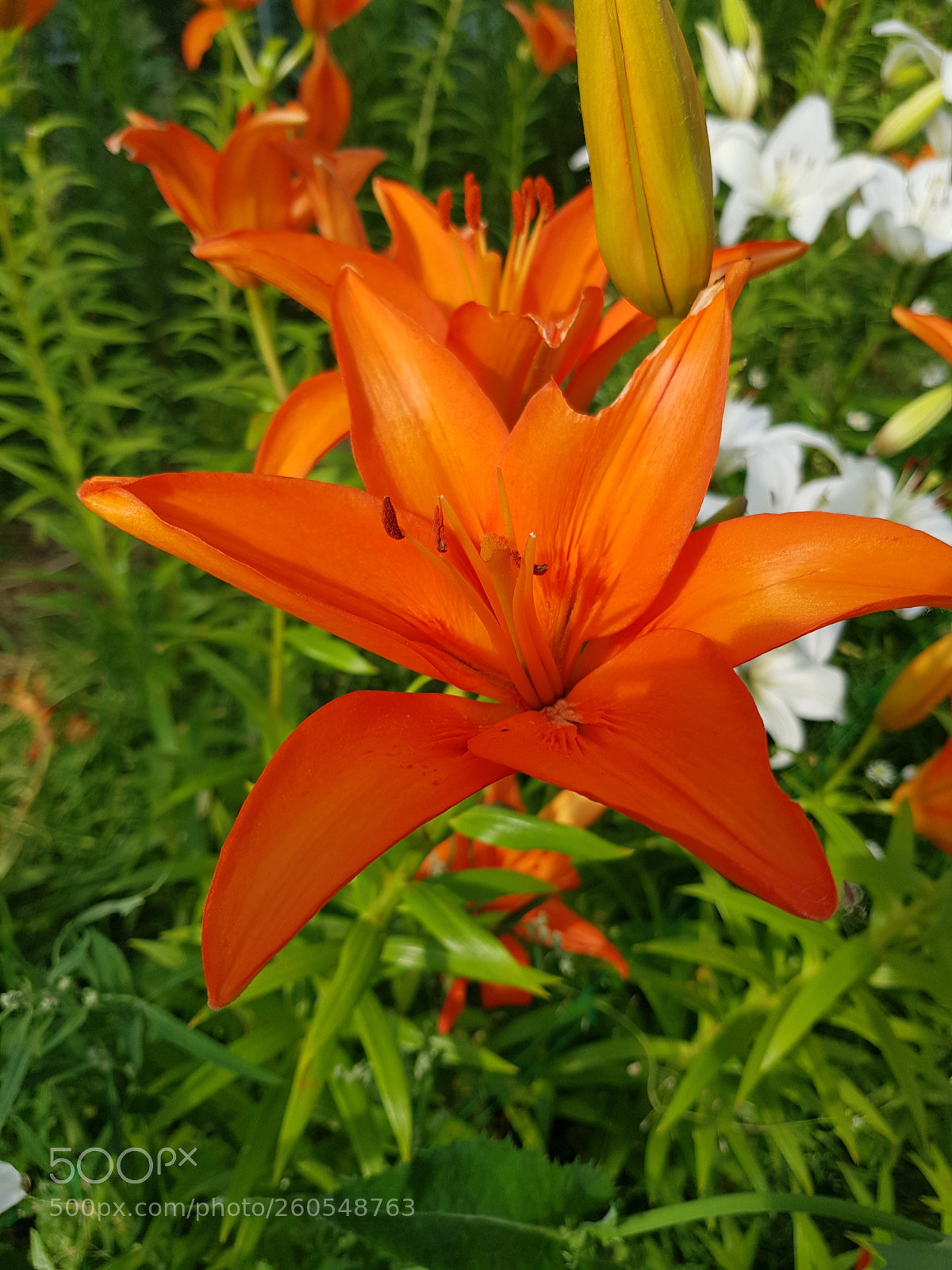 Samsung Galaxy S8 sample photo. Untitled photography