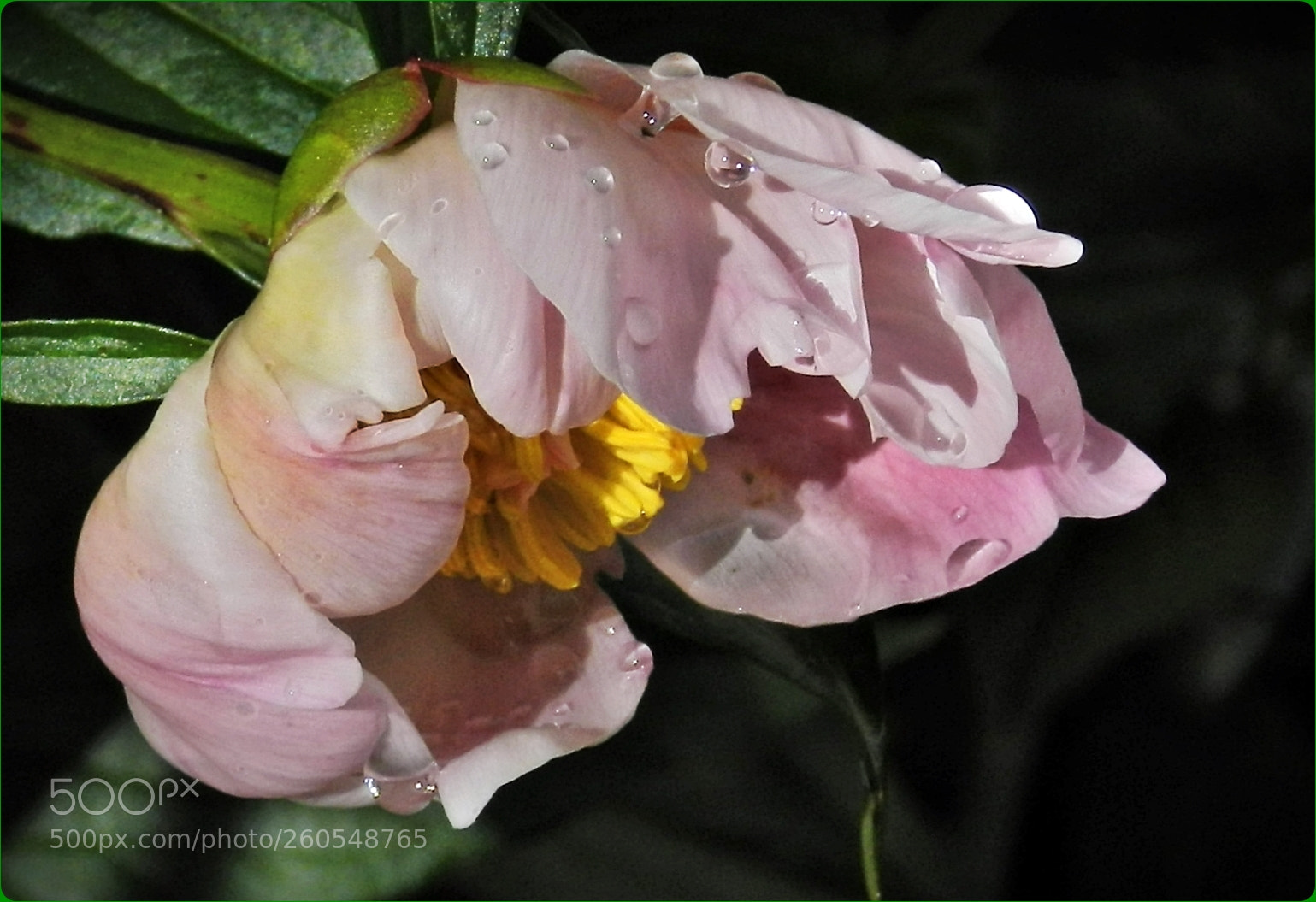 Nikon Coolpix P500 sample photo. Beauty with raindrops photography