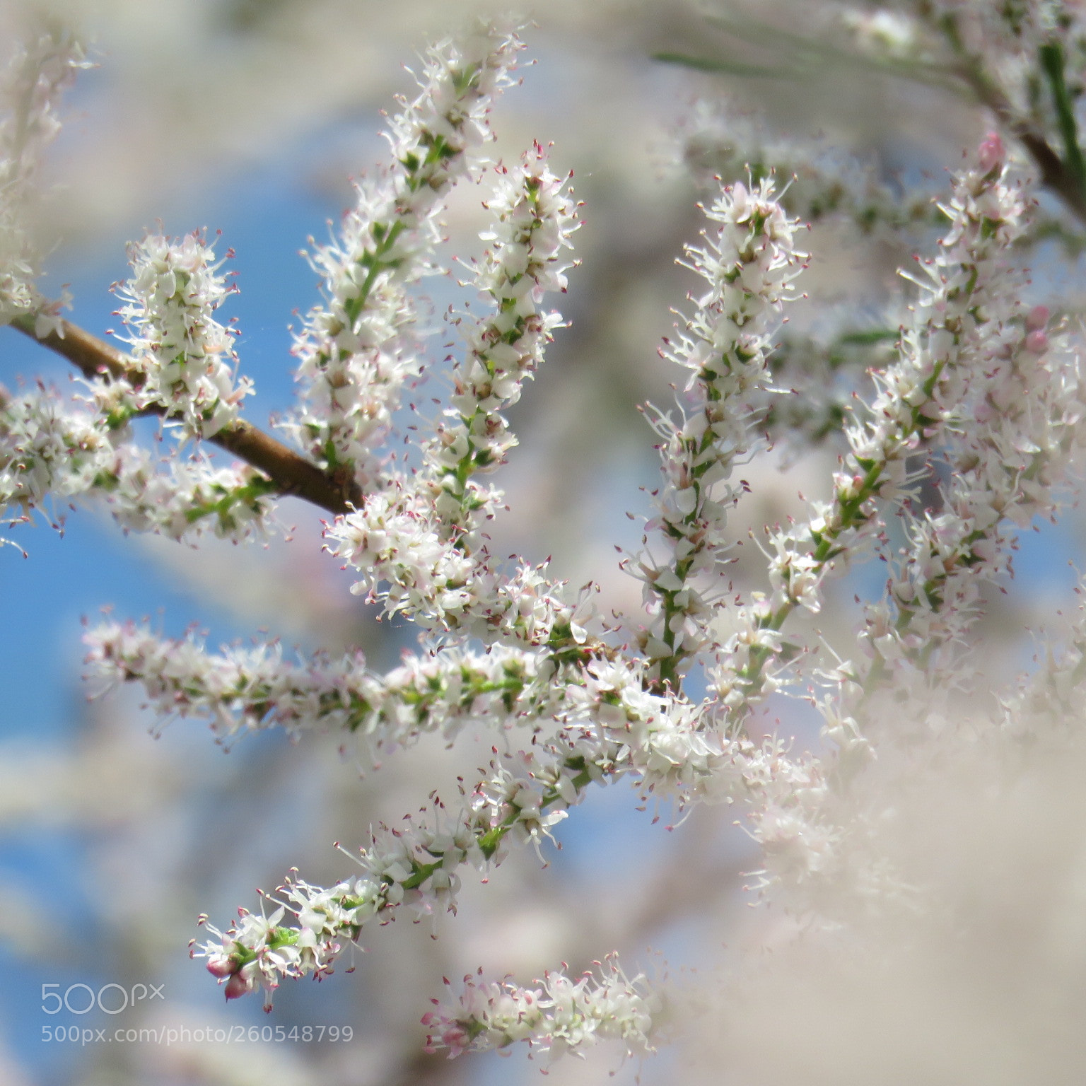 Canon PowerShot SX60 HS sample photo. Pure white photography