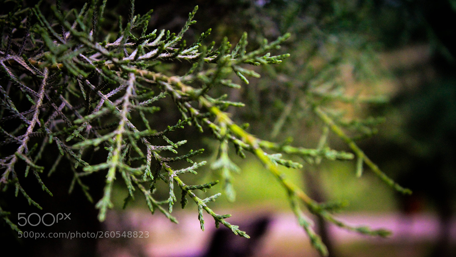 Canon EOS 7D sample photo. Untitled photography