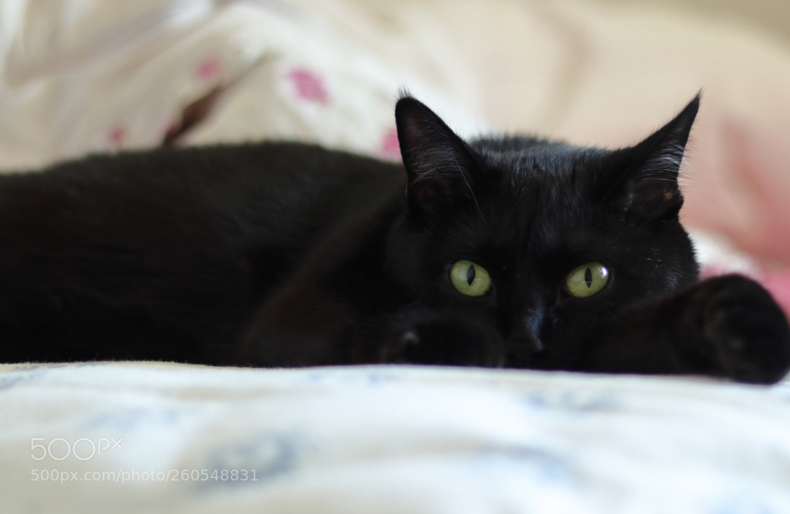 Canon EOS 77D (EOS 9000D / EOS 770D) sample photo. Ebony photography